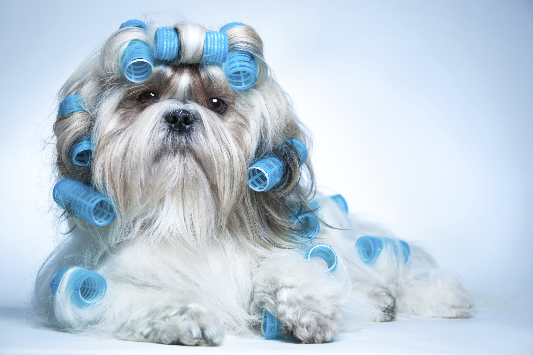 Téléchargez gratuitement l'image Chiens, Chien, Animaux sur le bureau de votre PC