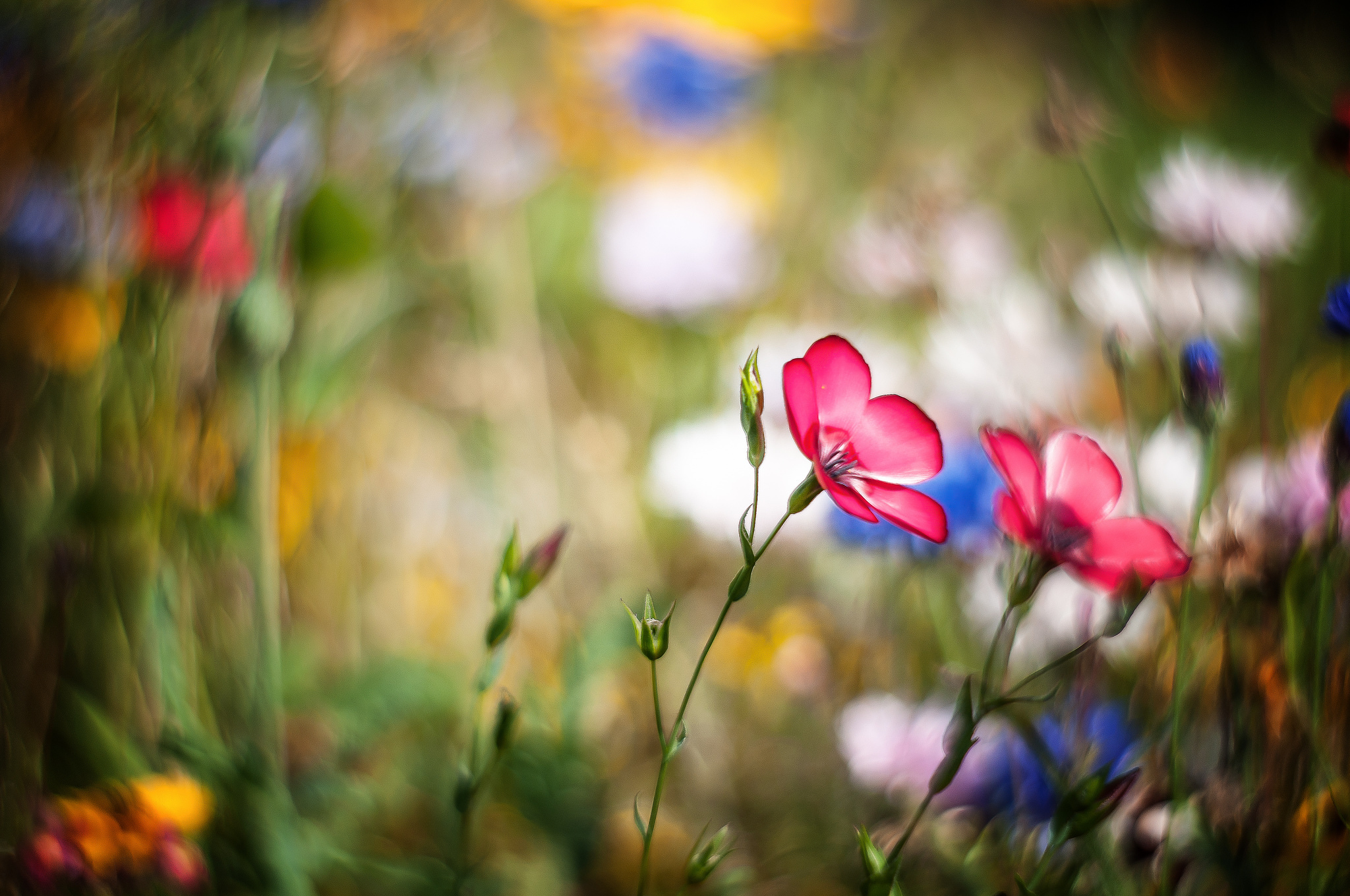 Téléchargez gratuitement l'image Fleurs, Fleur, Terre/nature sur le bureau de votre PC