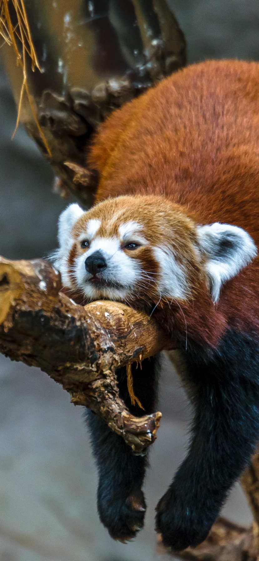 Handy-Wallpaper Tiere, Kleiner Panda kostenlos herunterladen.