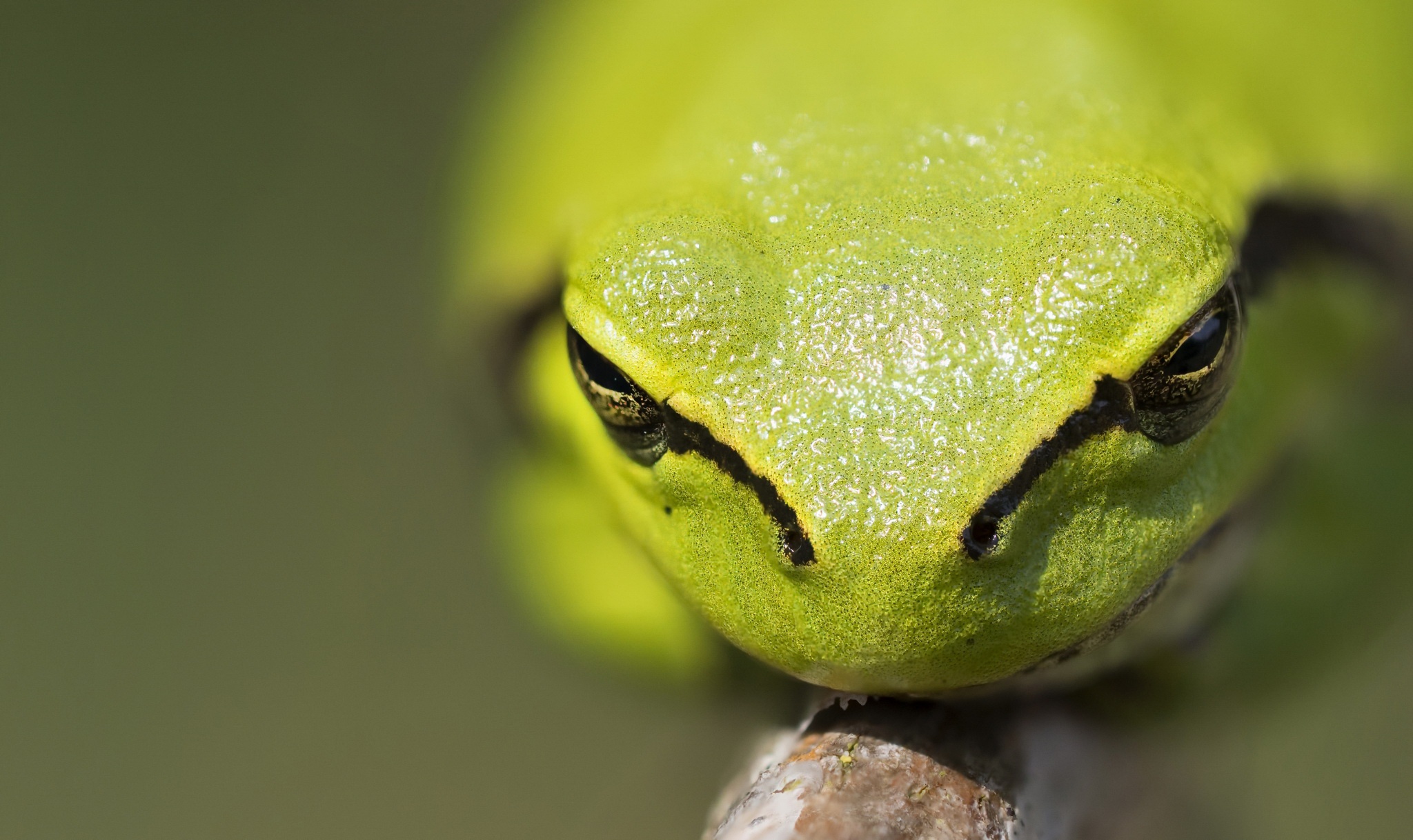 Free download wallpaper Frogs, Macro, Blur, Animal, Frog, Amphibian, Tree Frog on your PC desktop