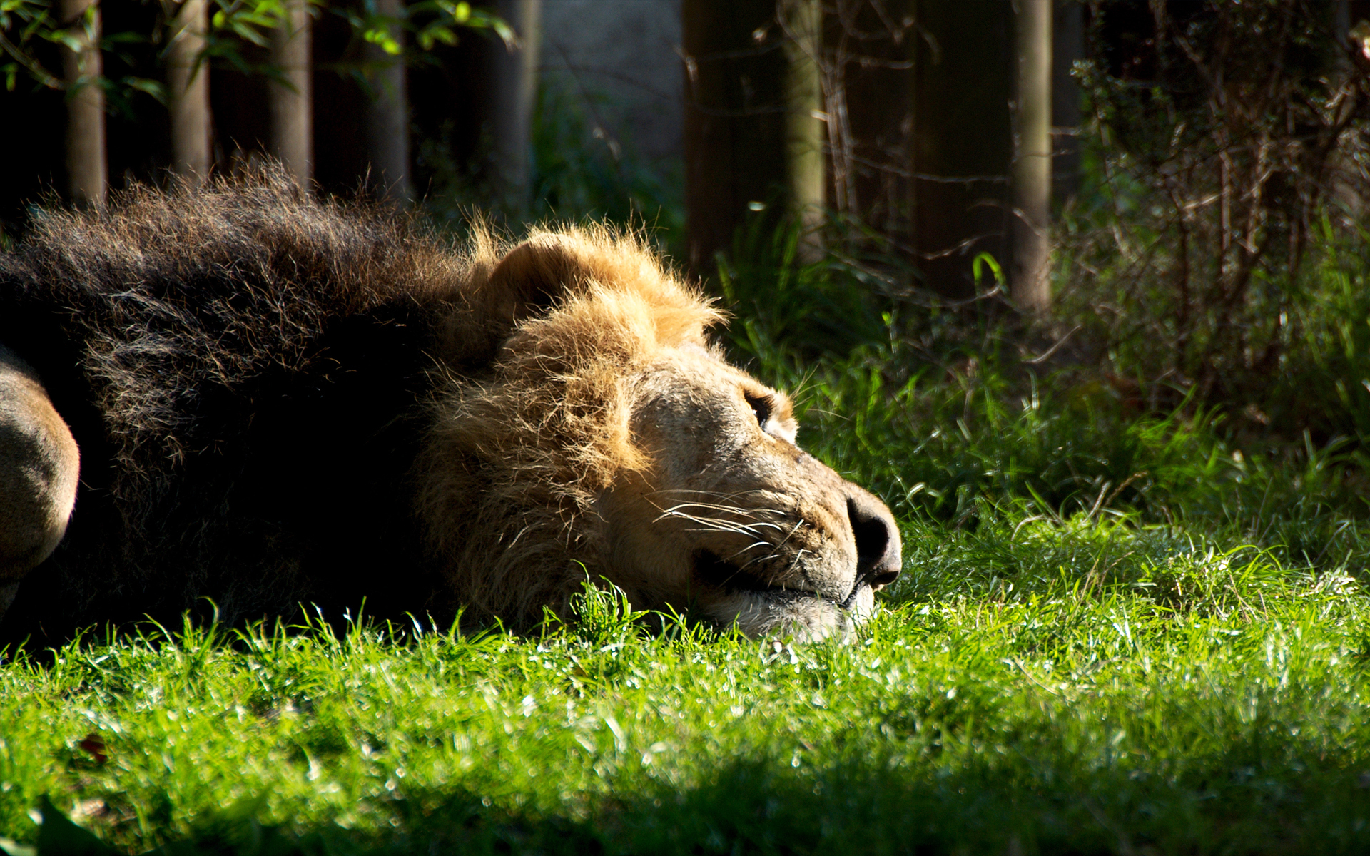 Téléchargez des papiers peints mobile Animaux, Chats, Lion gratuitement.