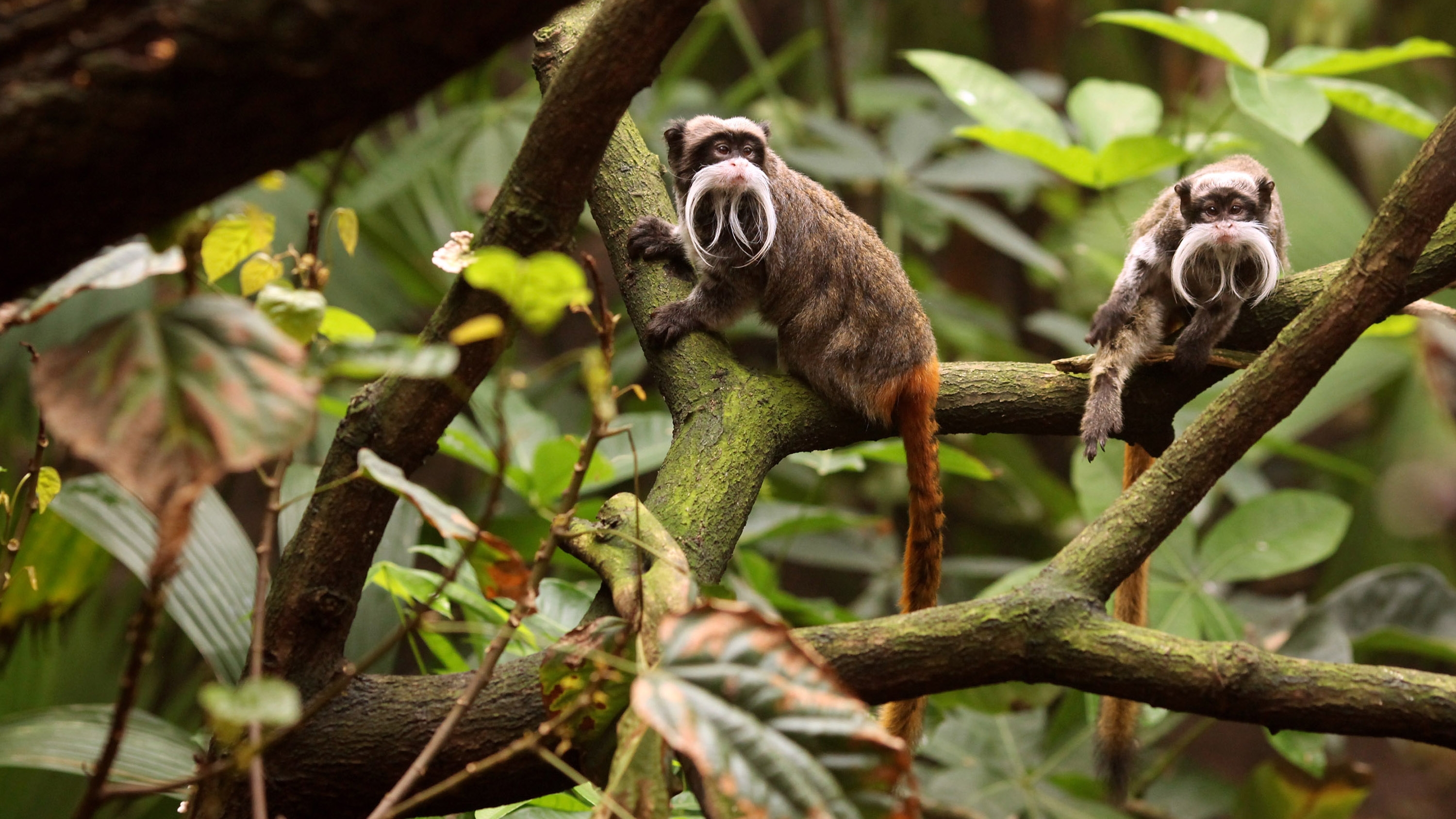 352941 télécharger l'image animaux, tamarin, singe, primate, singes - fonds d'écran et économiseurs d'écran gratuits