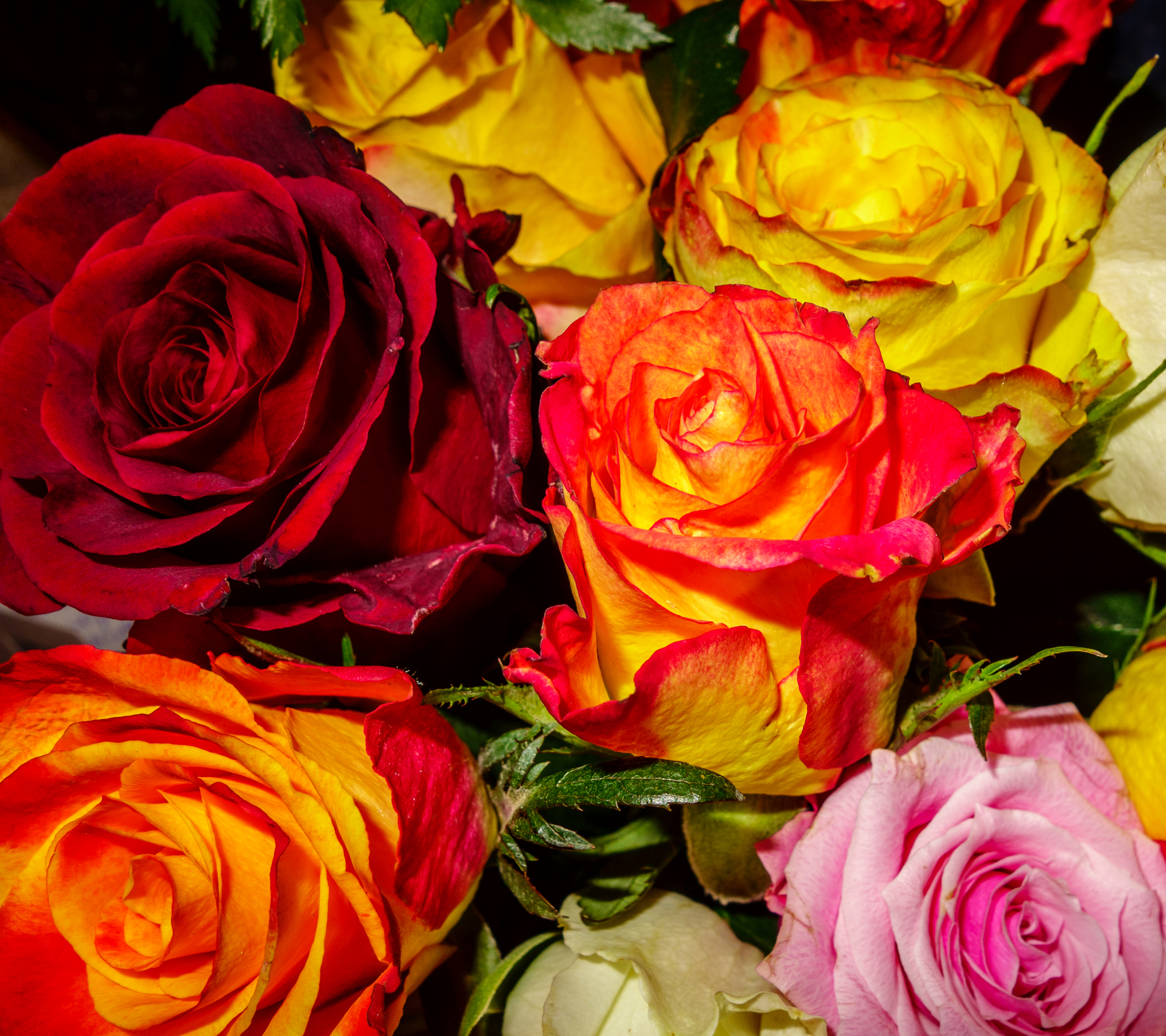 Téléchargez gratuitement l'image Fleurs, Rose, Fleur, Terre, Couleurs, Coloré, Terre/nature sur le bureau de votre PC