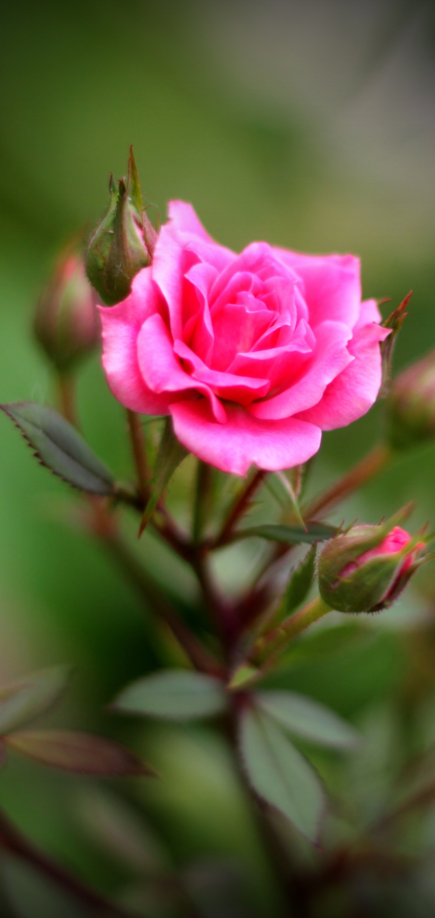 Скачать обои бесплатно Природа, Цветок, Роза, Бутон, Земля/природа, Розовая Роза, Флауэрсы картинка на рабочий стол ПК