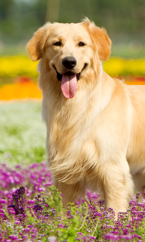 Download mobile wallpaper Dogs, Dog, Animal, Golden Retriever, Depth Of Field for free.