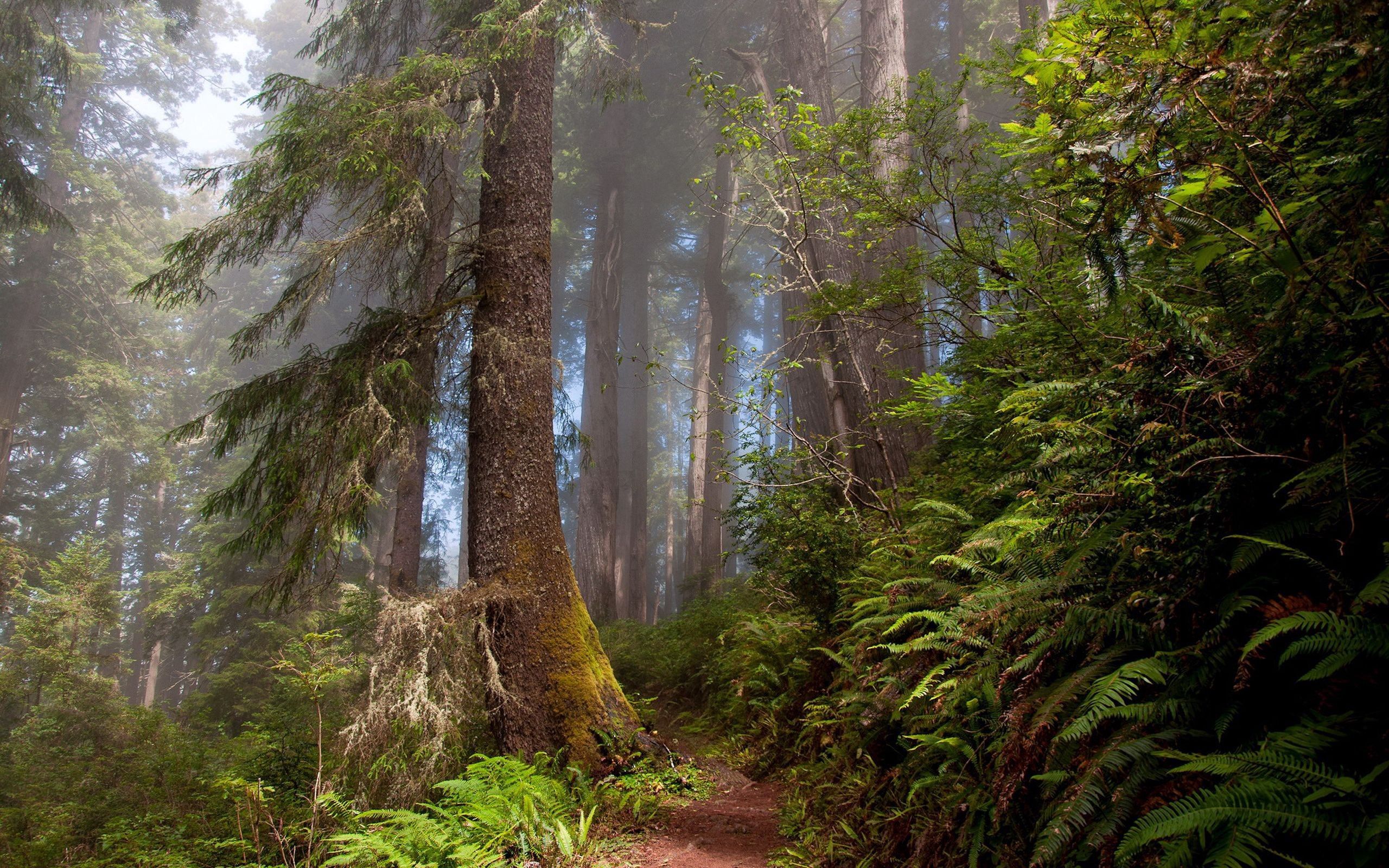 Baixe gratuitamente a imagem Árvores, Verão, Natureza, Floresta na área de trabalho do seu PC