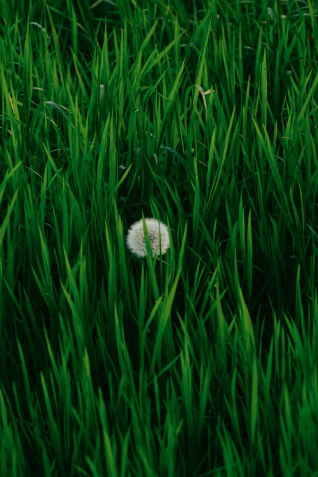 Download mobile wallpaper Nature, Grass, Earth, Dandelion for free.