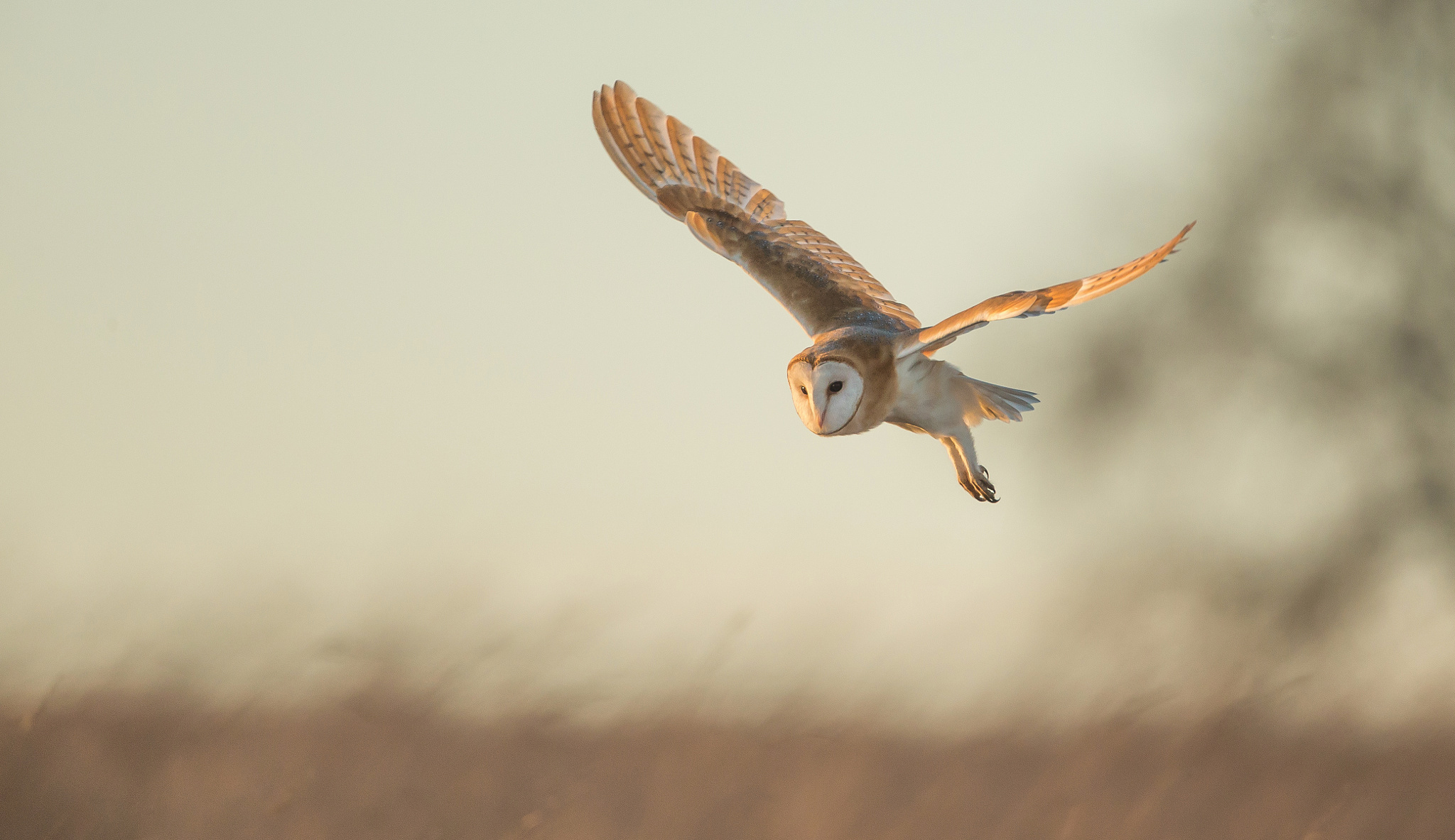 Free download wallpaper Birds, Owl, Animal, Barn Owl on your PC desktop