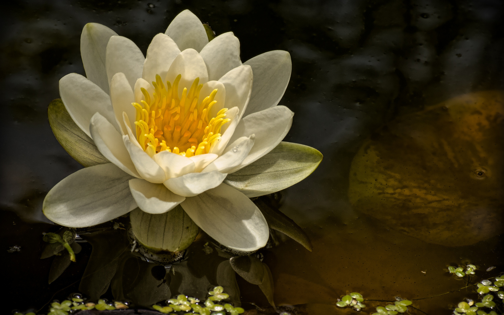 Download mobile wallpaper Water Lily, Flowers, Flower, Earth for free.