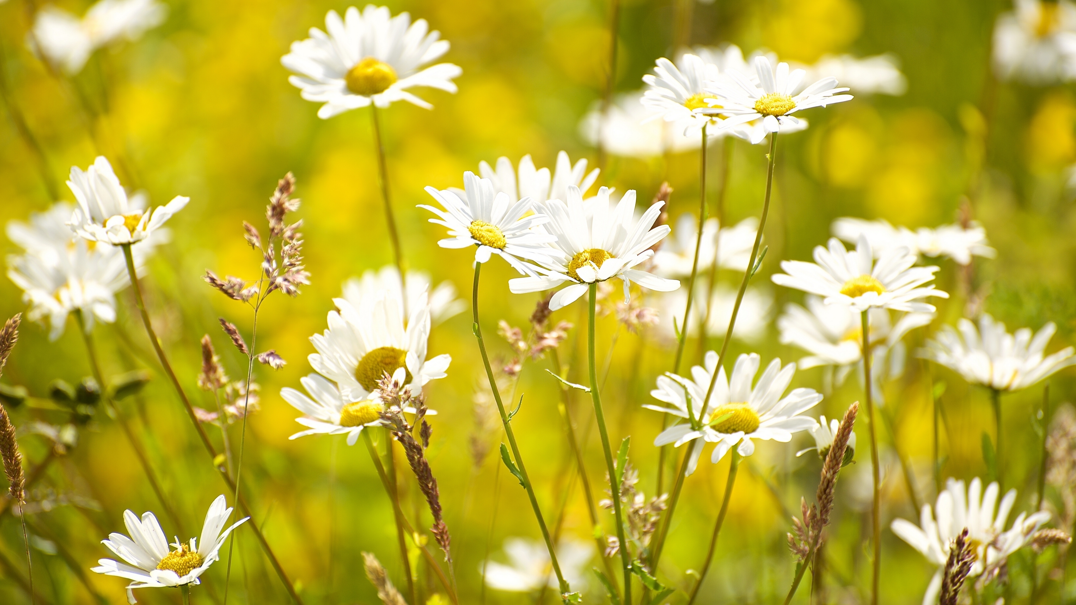 Free download wallpaper Nature, Flowers, Camomile, Flower, Earth, White Flower on your PC desktop