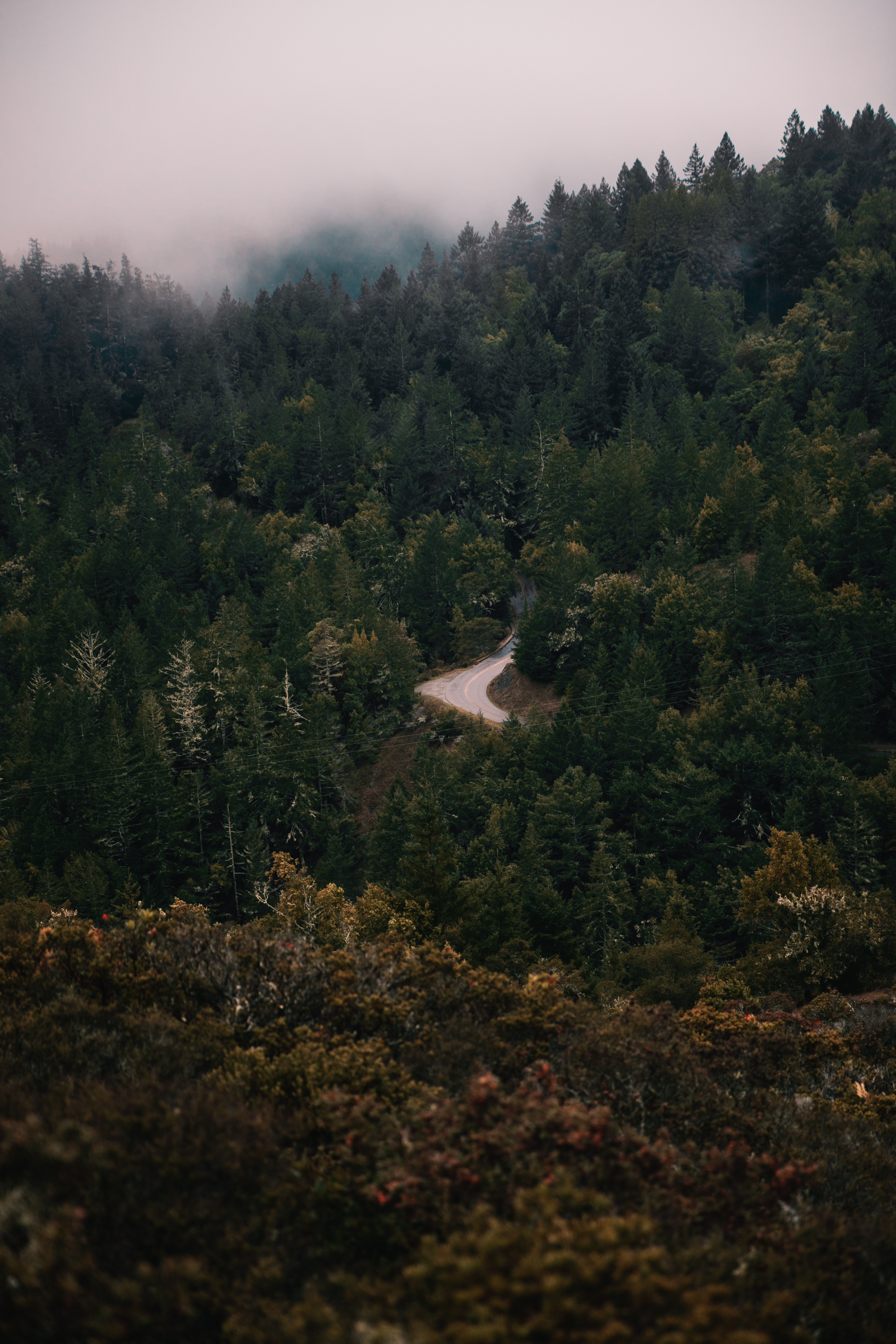 Download mobile wallpaper Fog, Forest, Road, Turn, Trees, Nature for free.