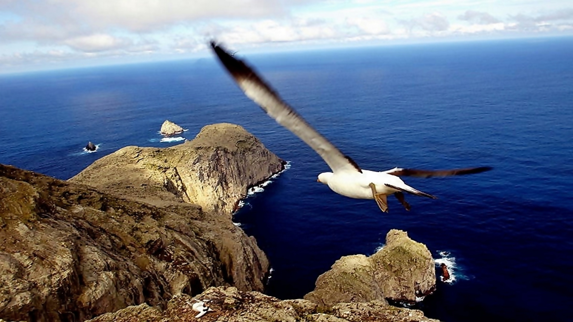 Descarga gratuita de fondo de pantalla para móvil de Gaviota, Aves, Animales.