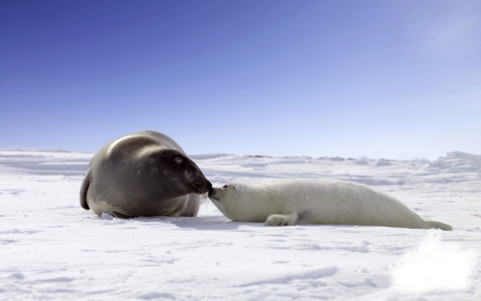 320330 baixar imagens animais, foca, selos - papéis de parede e protetores de tela gratuitamente