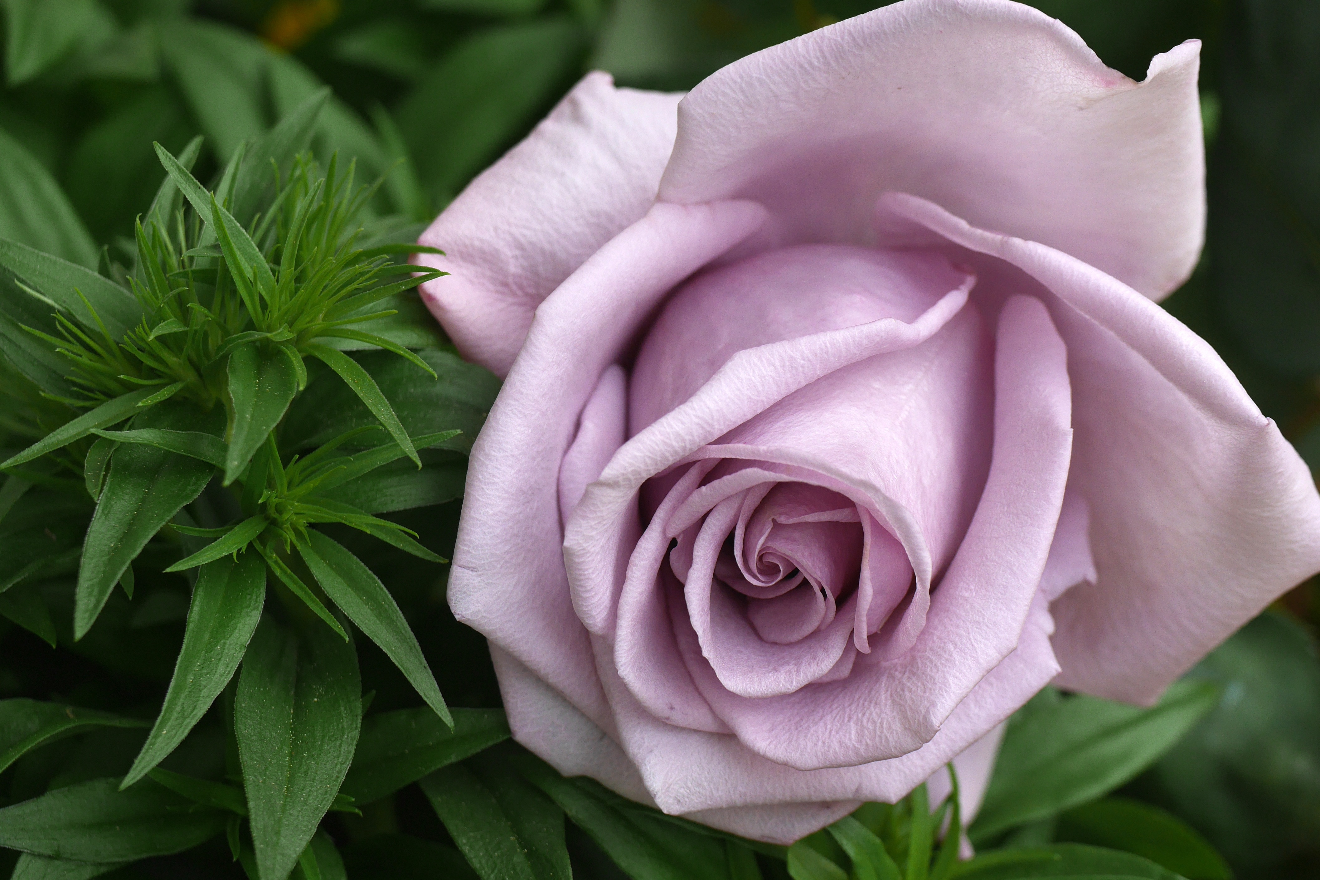 Laden Sie das Blumen, Blume, Makro, Rose, Erde/natur-Bild kostenlos auf Ihren PC-Desktop herunter