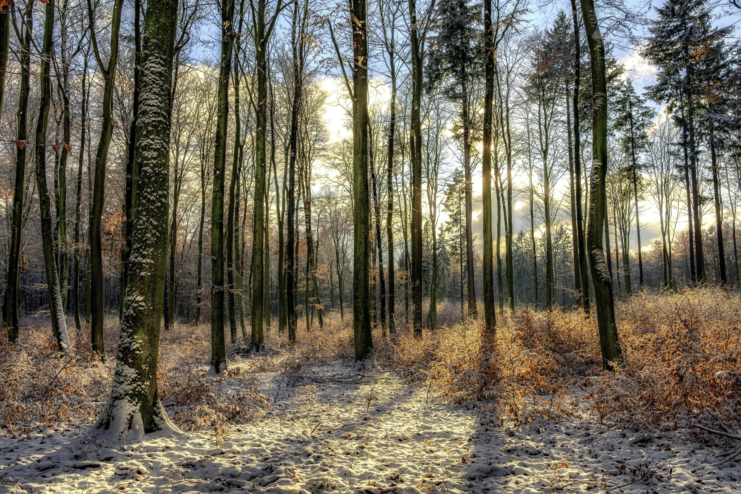 Descarga gratis la imagen Naturaleza, Bosque, Árbol, Soleado, Tierra/naturaleza en el escritorio de tu PC