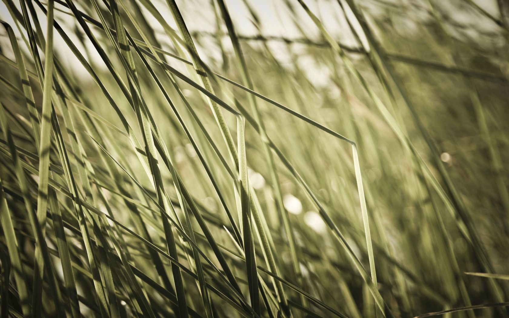 Download mobile wallpaper Field, Macro, Grass, Shadow for free.