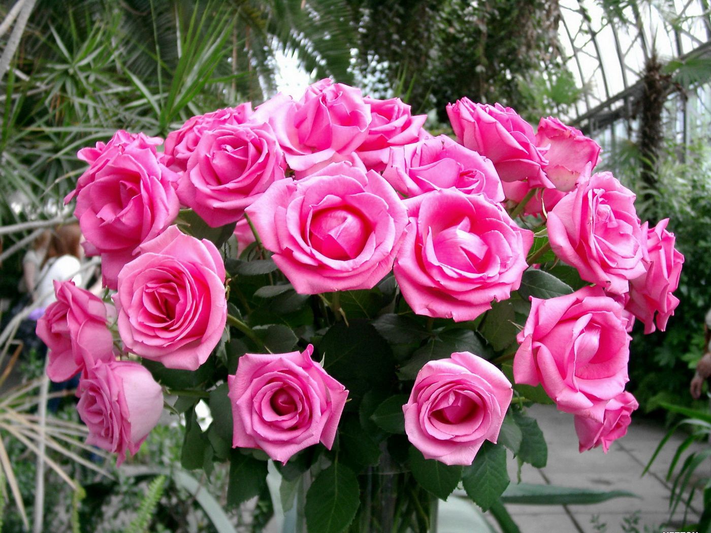 54594 скачать обои розы, цветы, букет, розовые, красота, нежные - заставки и картинки бесплатно