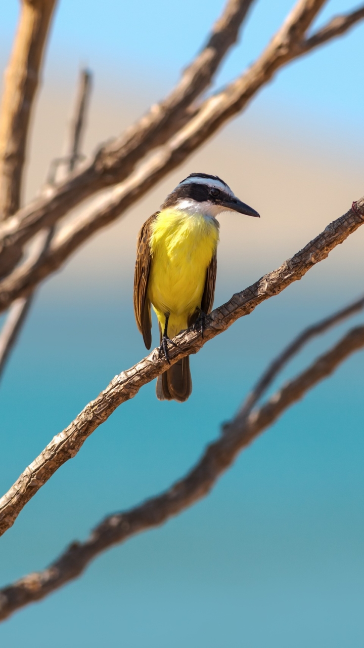 Baixar papel de parede para celular de Animais, Aves, Pássaro, Profundidade De Campo gratuito.