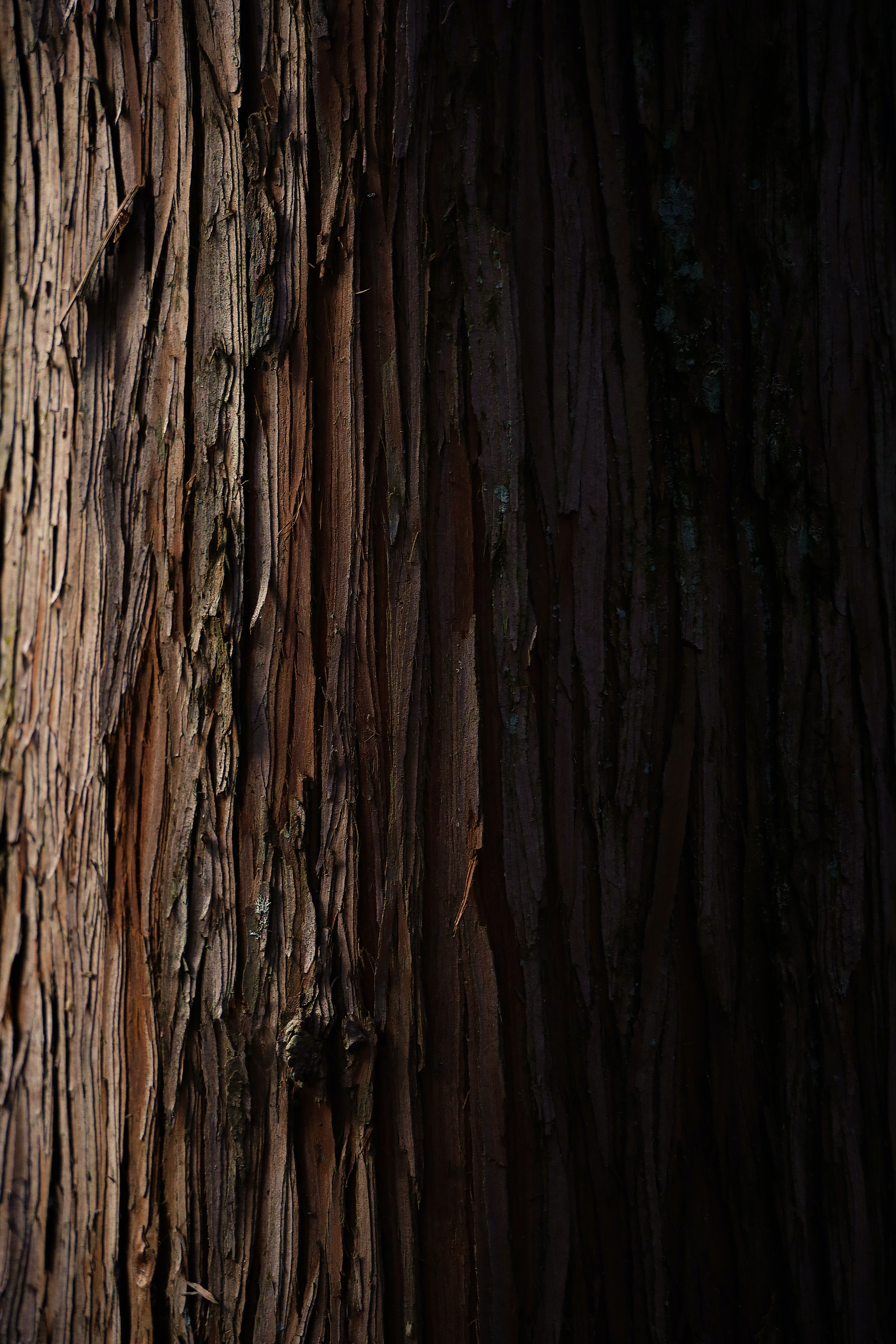 Download mobile wallpaper Bark, Wood, Tree, Texture, Textures, Stripes, Wooden, Streaks for free.