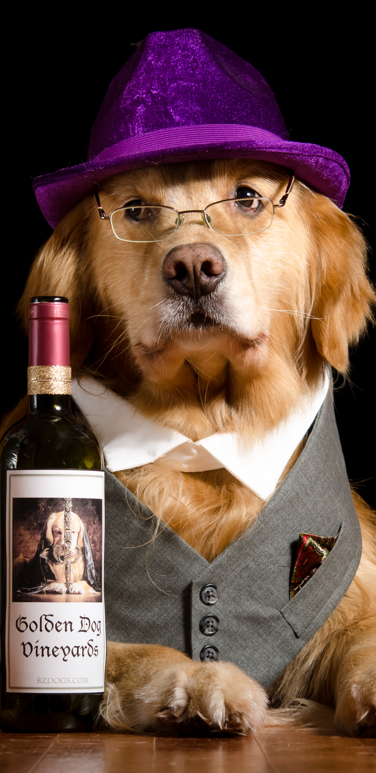 Download mobile wallpaper Dogs, Dog, Animal, Golden Retriever, Glasses, Hat, Bottle, Humor for free.