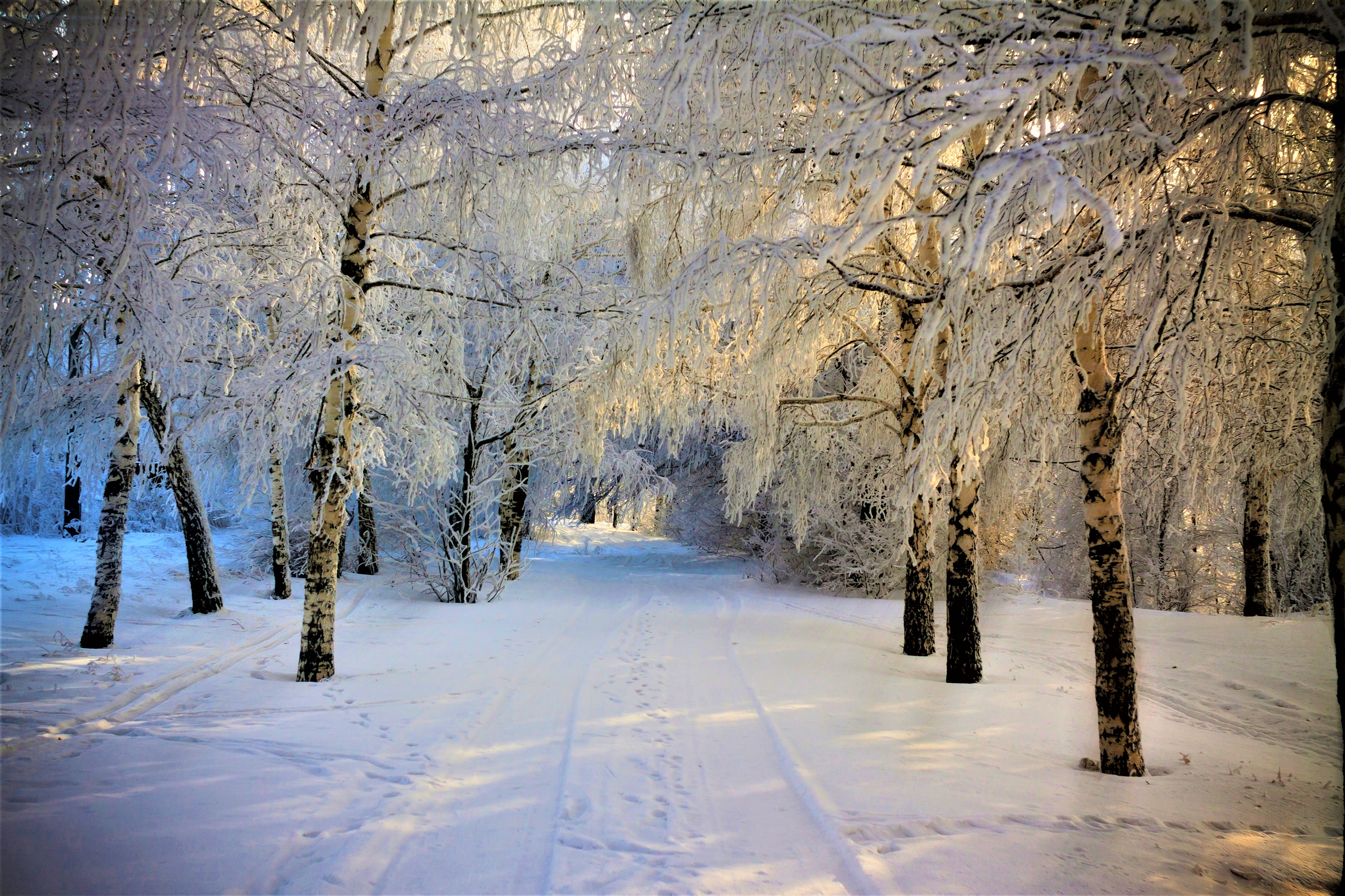 Free download wallpaper Winter, Snow, Road, Tree, Earth on your PC desktop