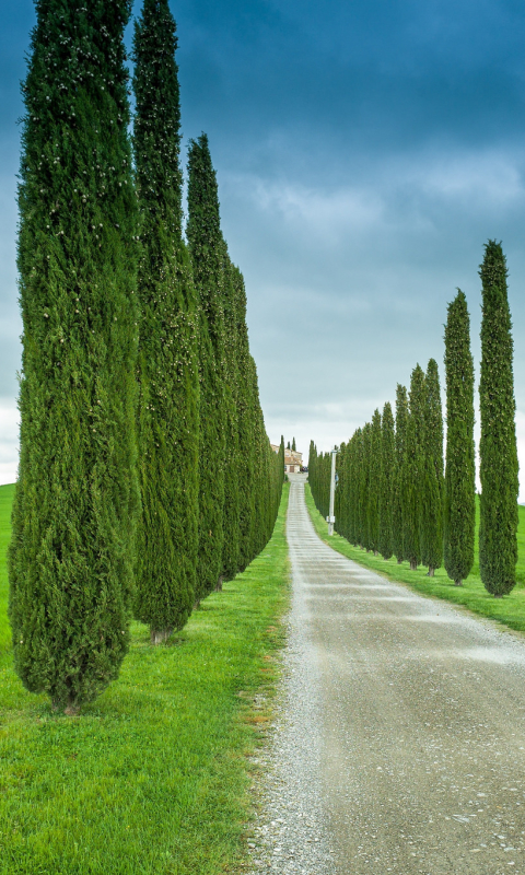 Handy-Wallpaper Landschaft, Straße, Toskana, Menschengemacht, Von Bäumen Gesäumt kostenlos herunterladen.