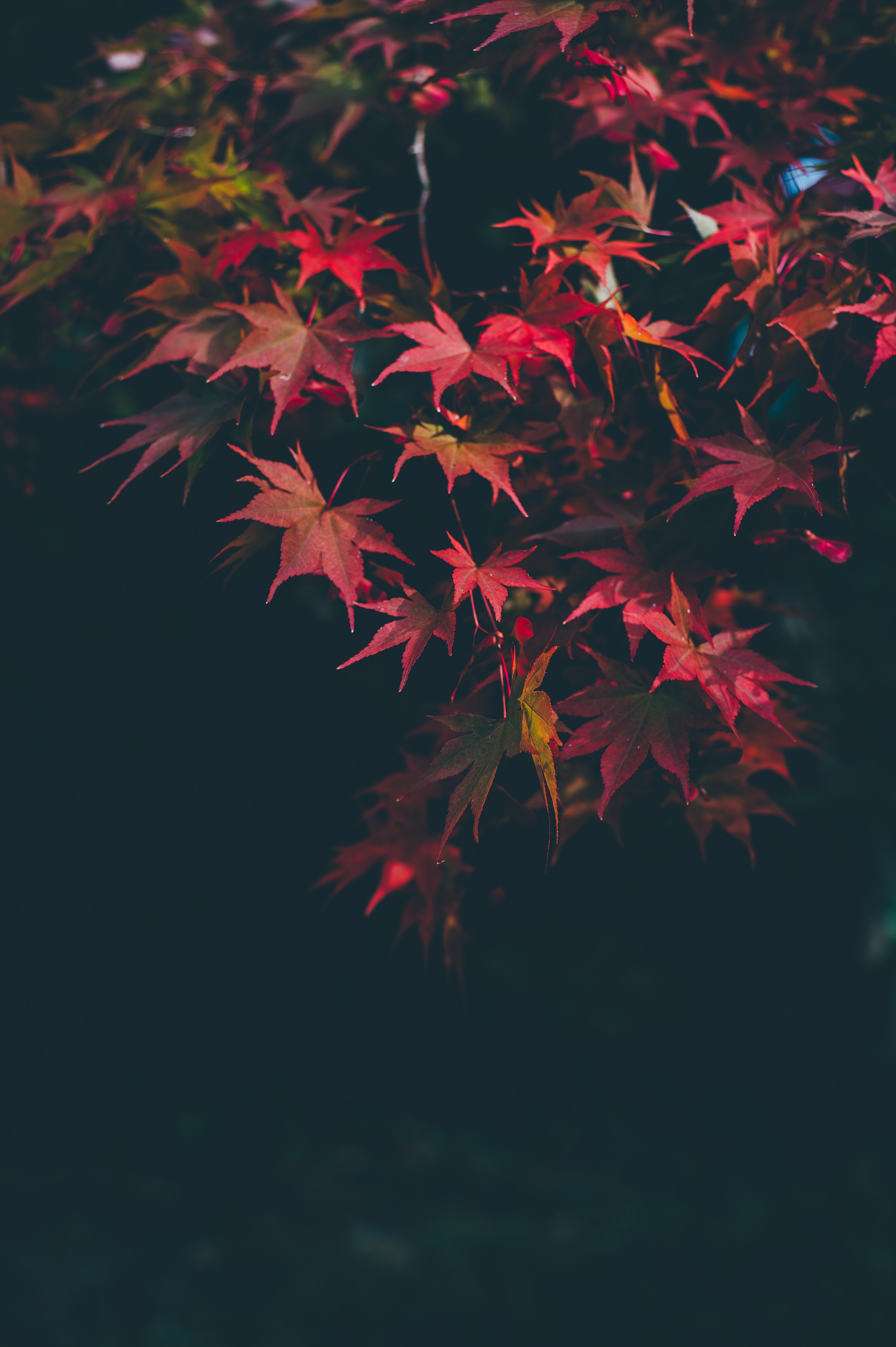 131062 завантажити картинку осінь, гілки, природа, листя, розмитість, гладкою, відділень, осінні фарби, осінні барви - шпалери і заставки безкоштовно