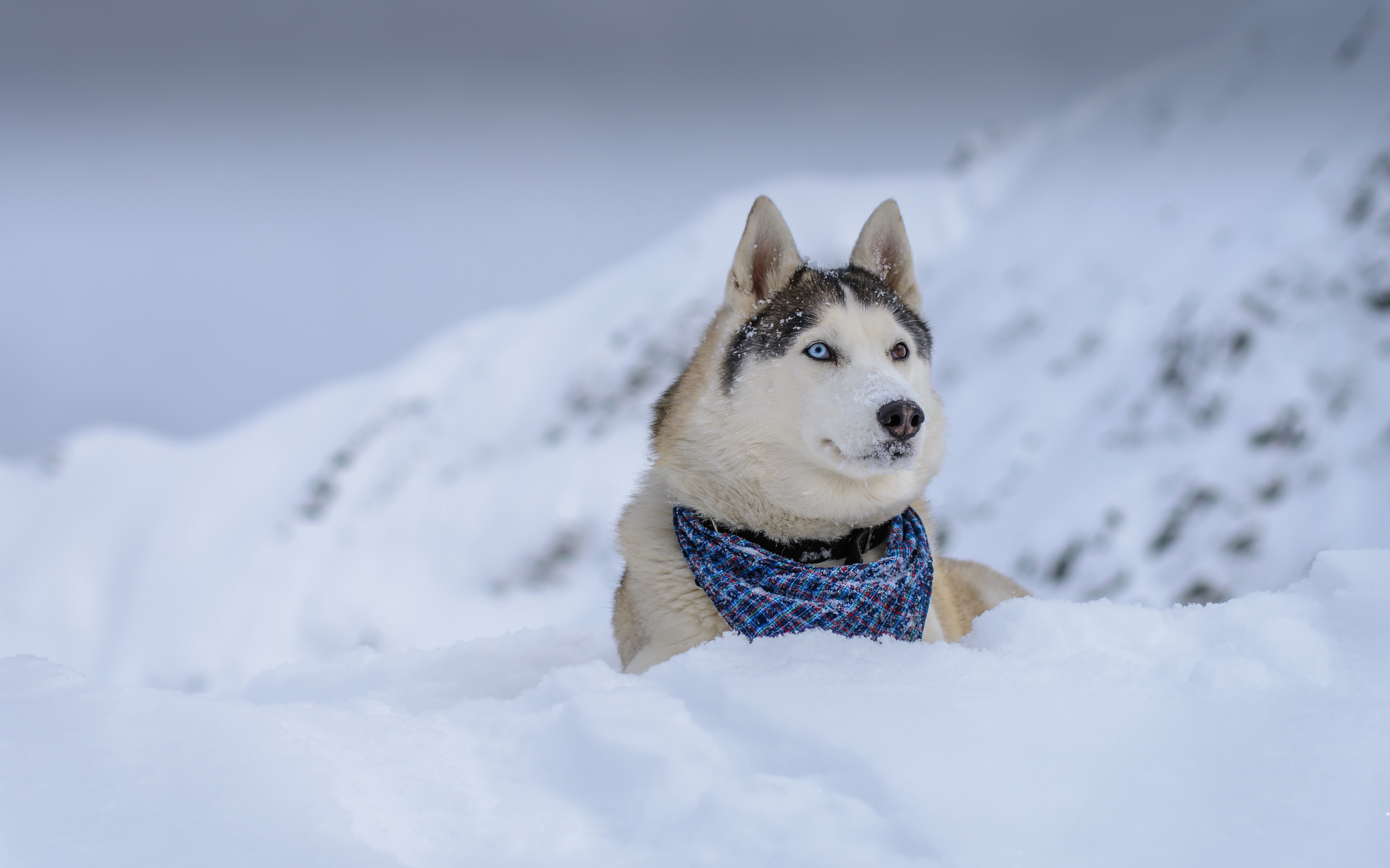 Download mobile wallpaper Husky, Dogs, Snow, Dog, Animal for free.