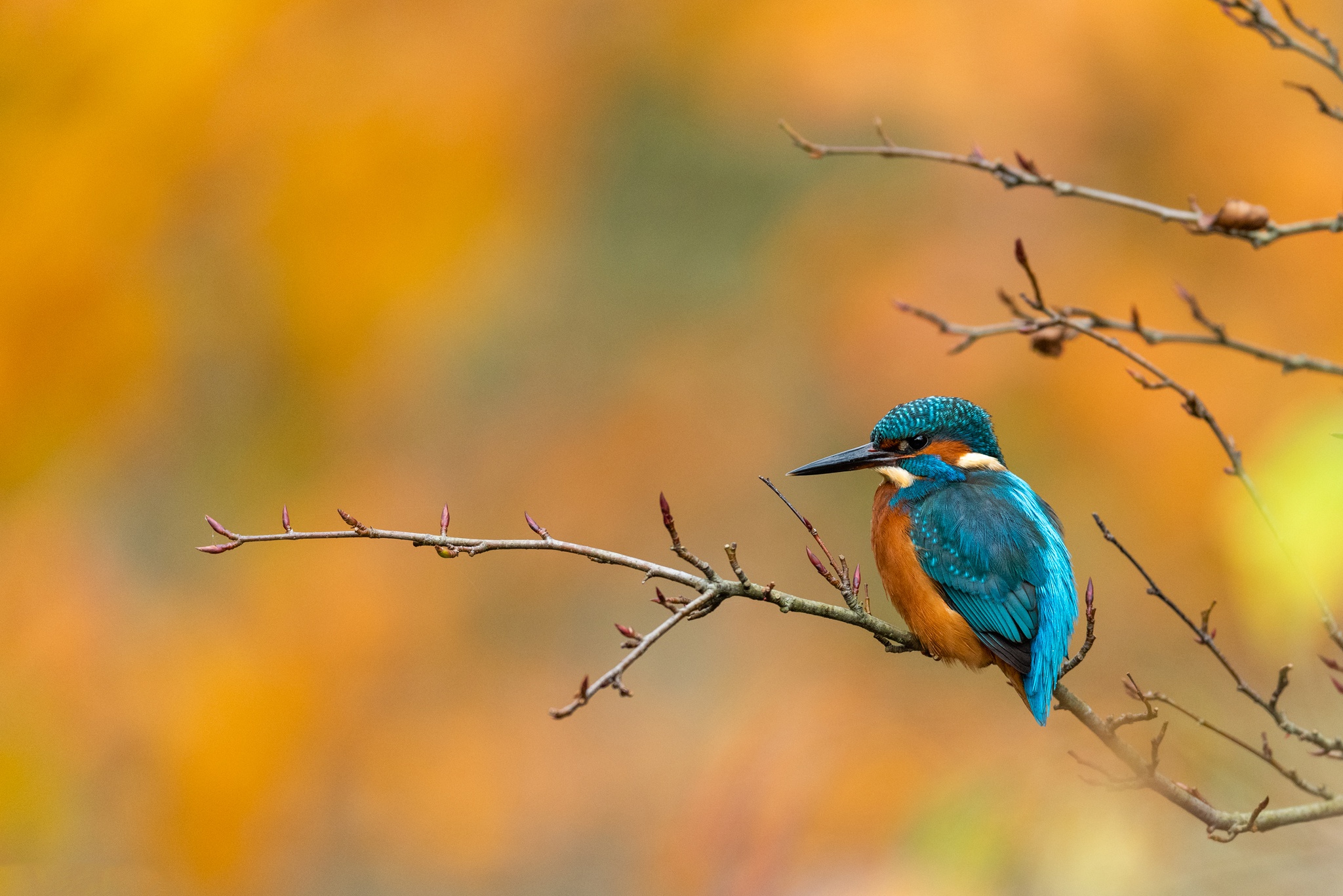 Free download wallpaper Birds, Animal, Kingfisher, Common Kingfisher on your PC desktop