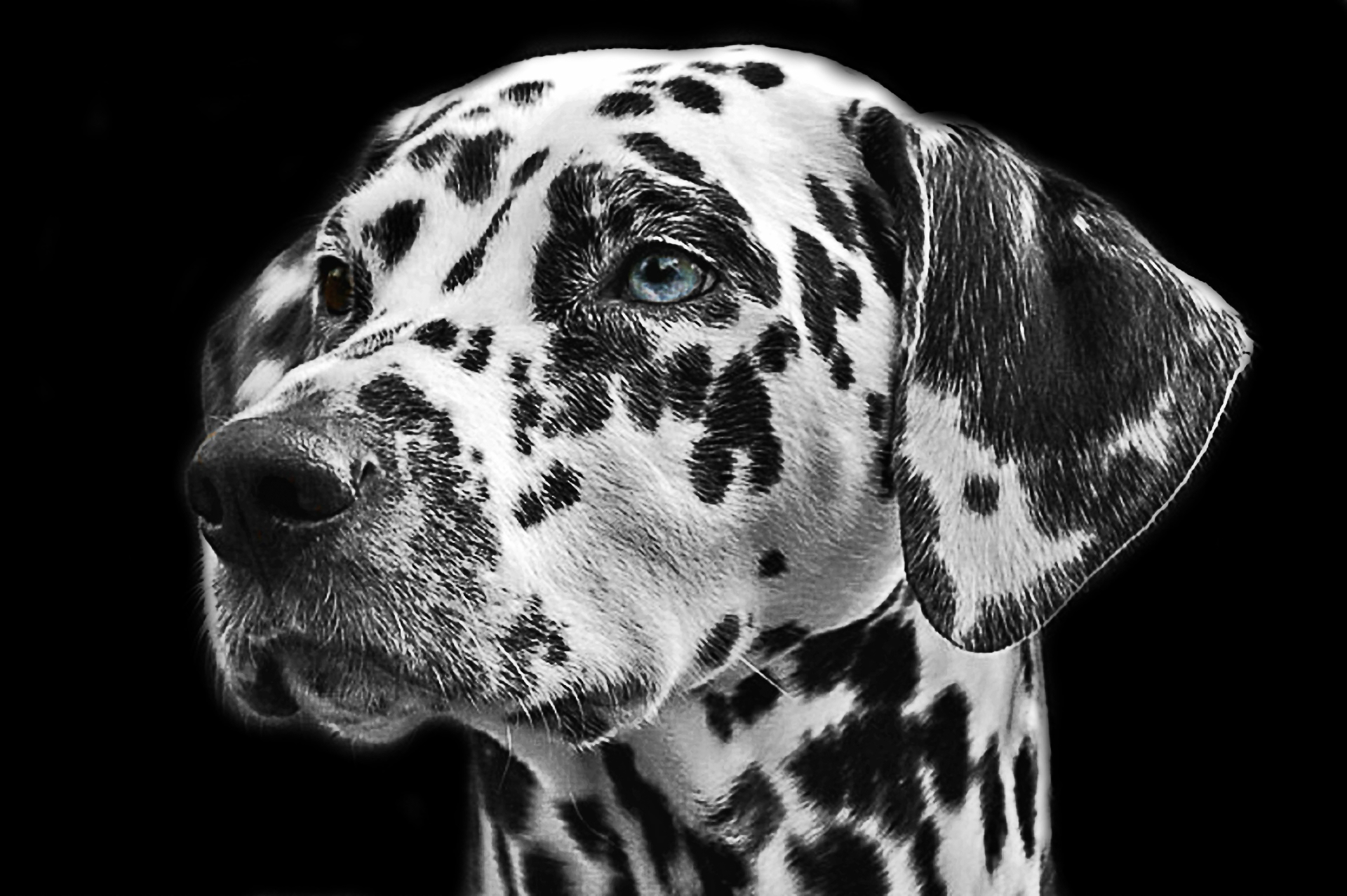 Download mobile wallpaper Dogs, Dog, Close Up, Animal, Dalmatian for free.