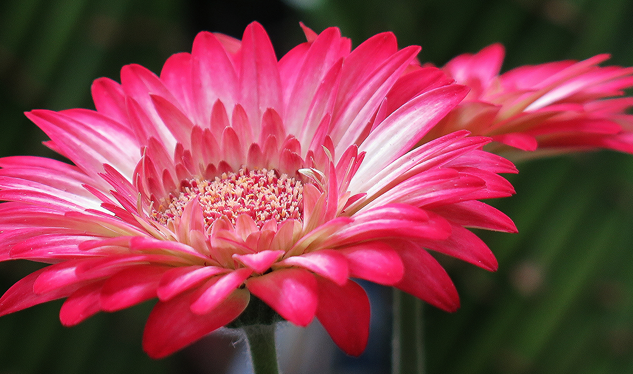 Laden Sie das Blumen, Gerbera, Blume, Erde/natur, Pinke Blume-Bild kostenlos auf Ihren PC-Desktop herunter