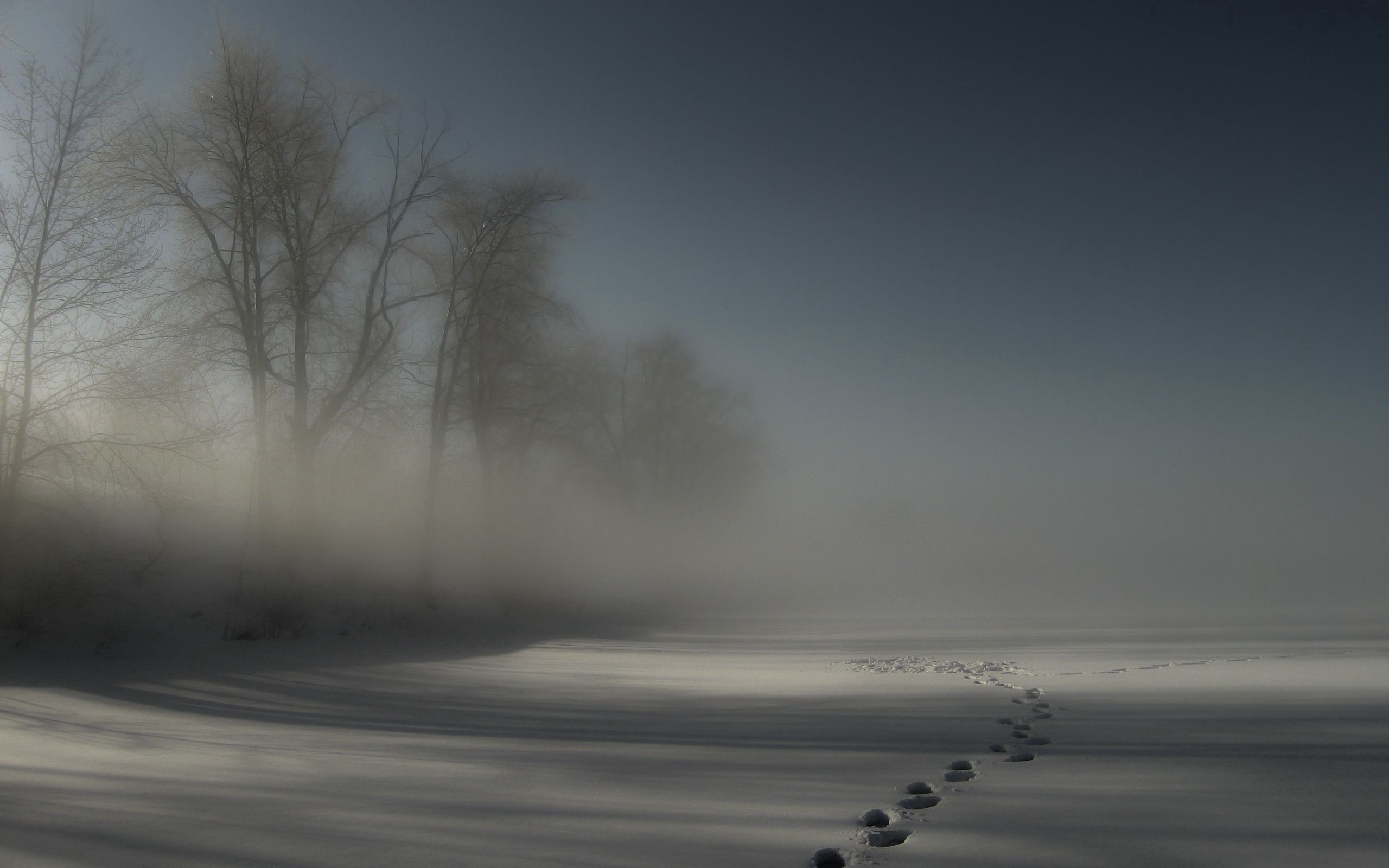 nature, trees, night, snow, fog, darkness, drifts, traces, cover, mysteriousness, inscrutability
