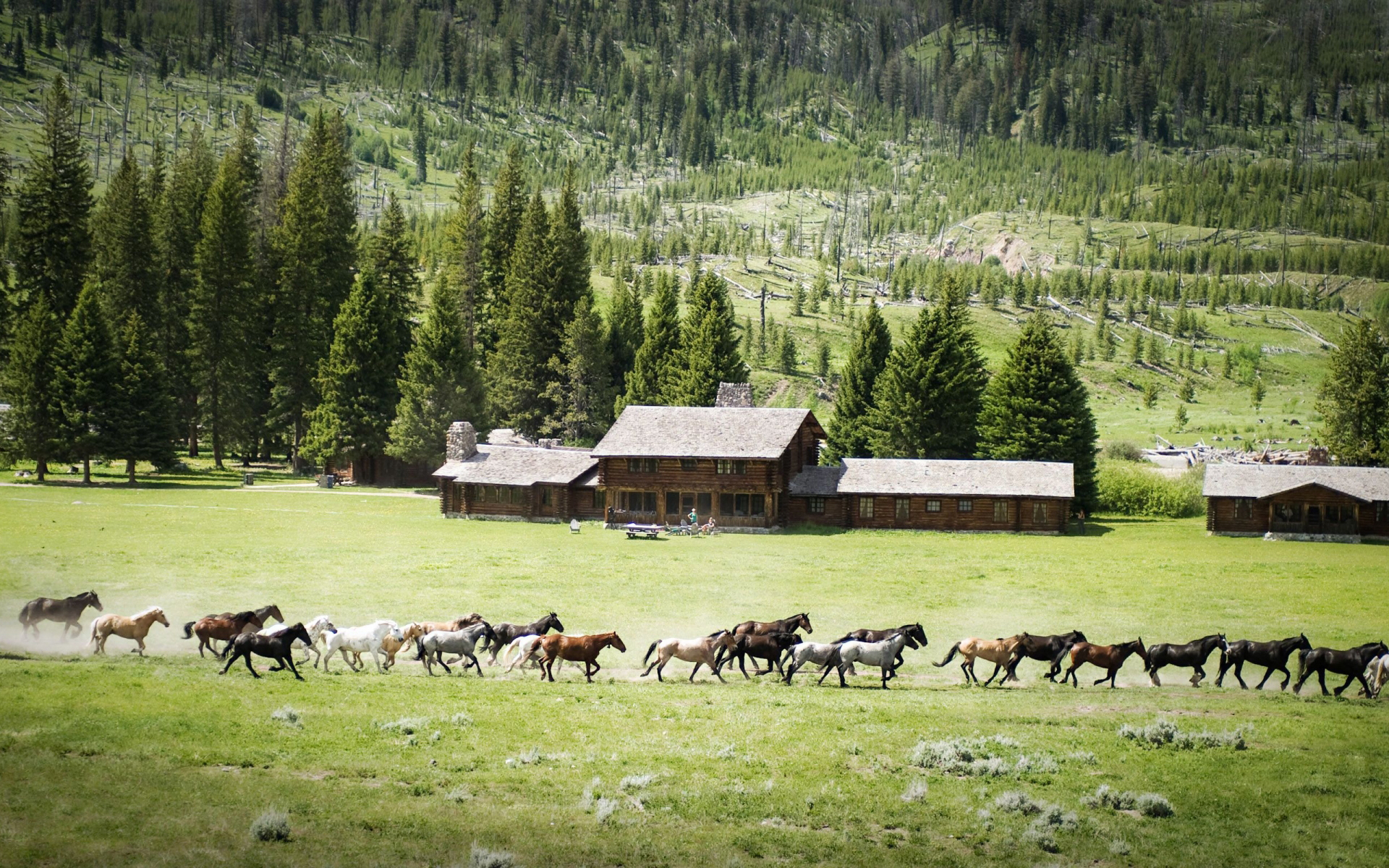 Descarga gratuita de fondo de pantalla para móvil de Animales, Caballo.