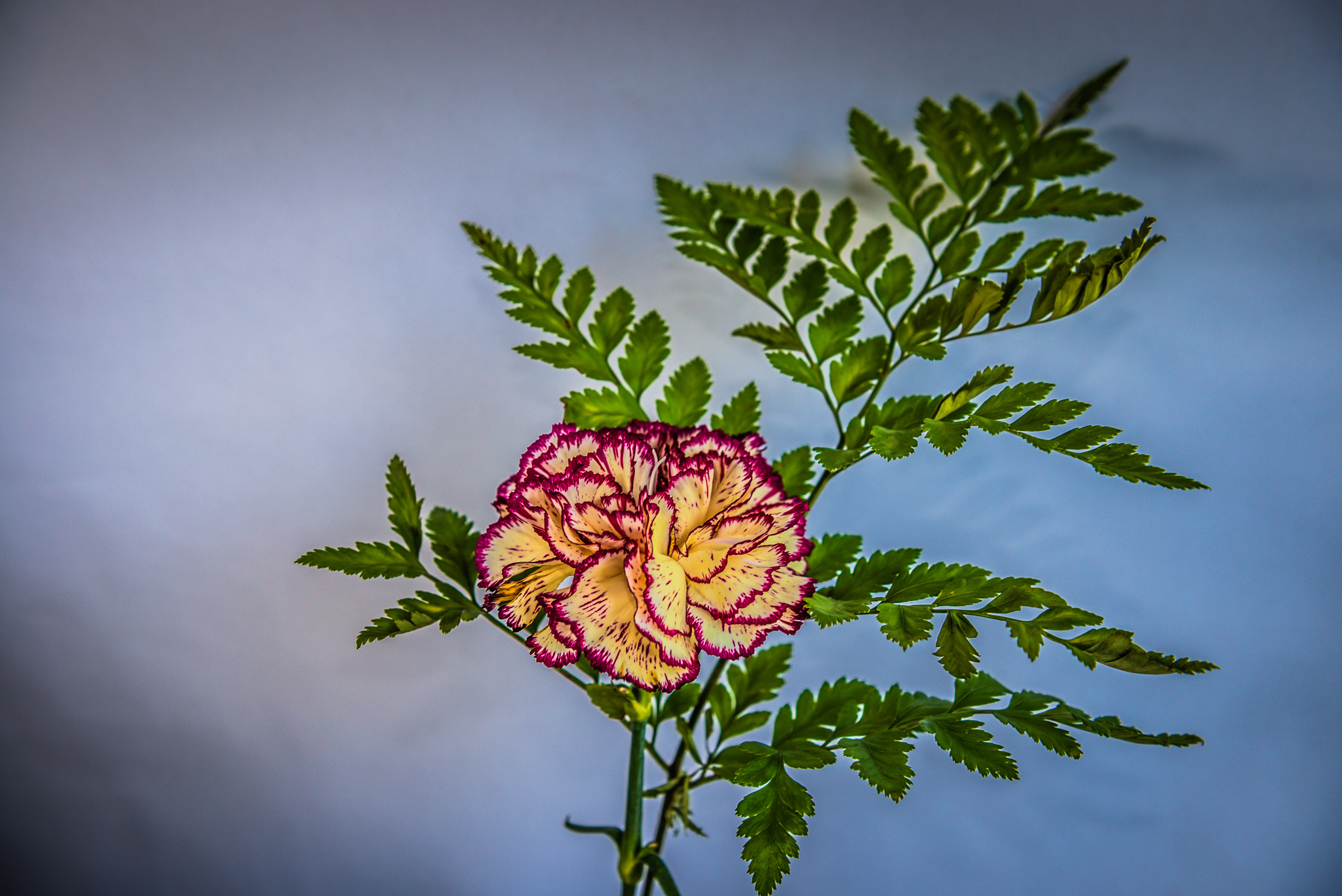 Laden Sie das Blumen, Nelke, Erde/natur-Bild kostenlos auf Ihren PC-Desktop herunter