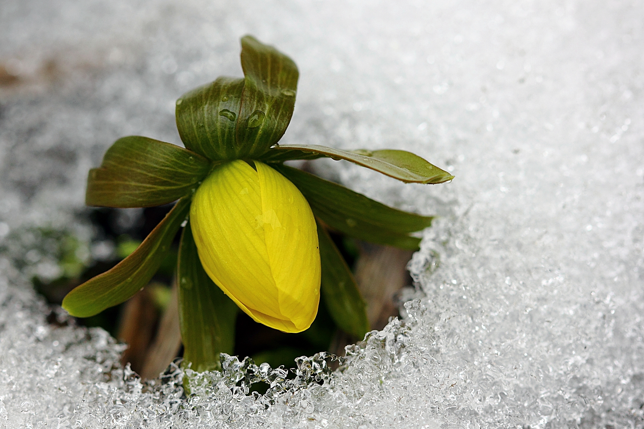 Descarga gratuita de fondo de pantalla para móvil de Flores, Flor, Tierra/naturaleza.