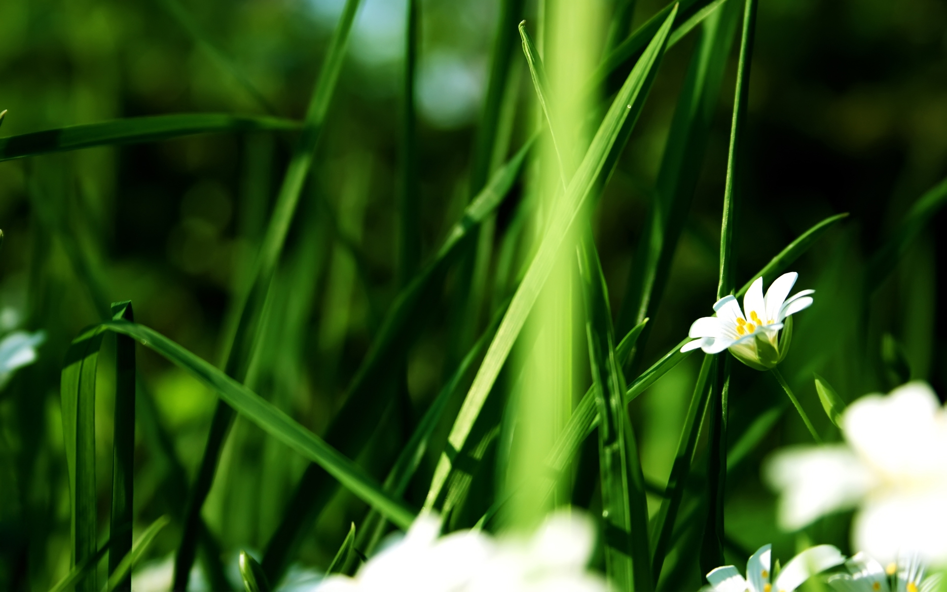 Free download wallpaper Flowers, Grass, Flower, Earth on your PC desktop