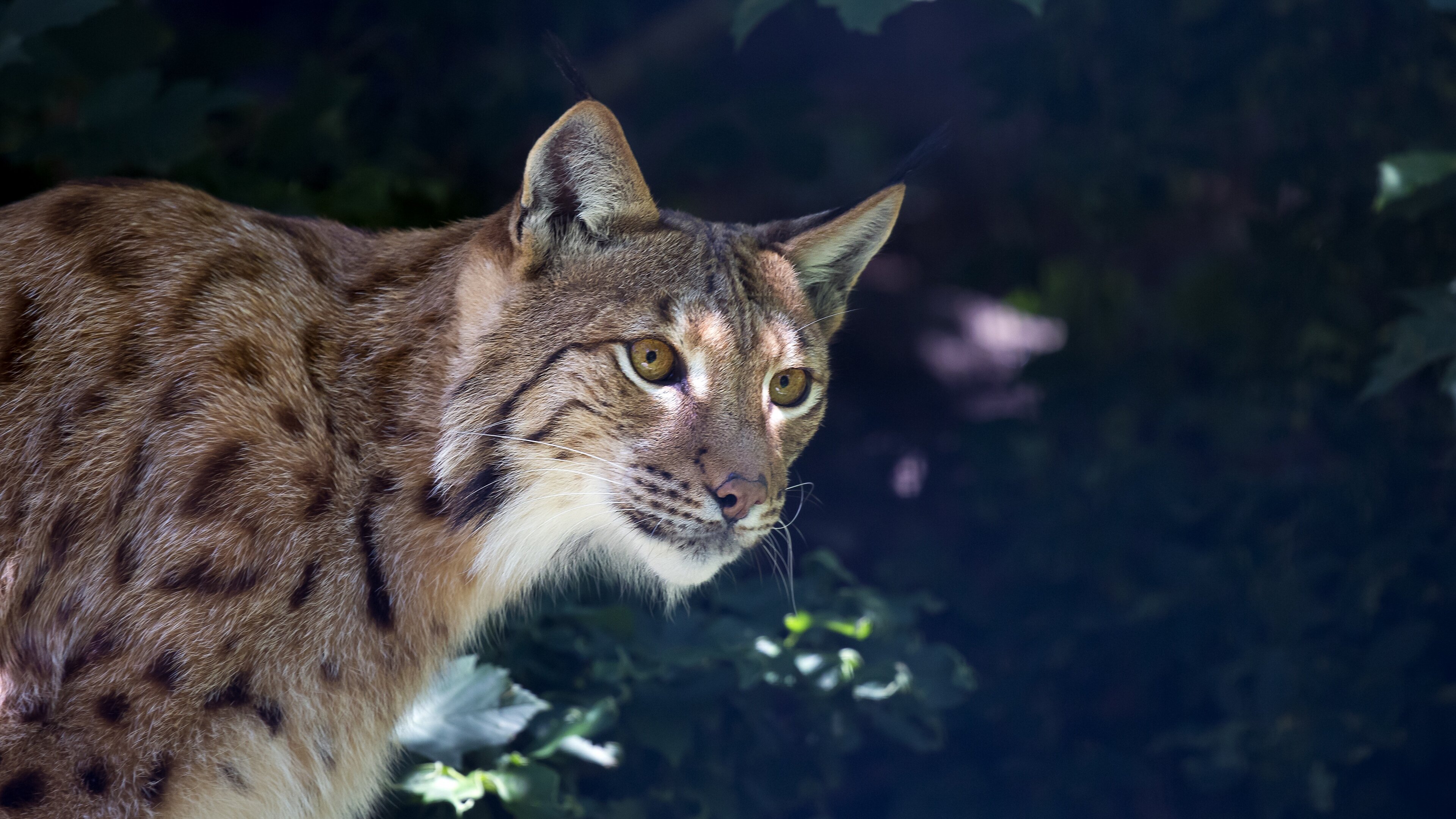 Téléchargez des papiers peints mobile Animaux, Chats, Lynx gratuitement.