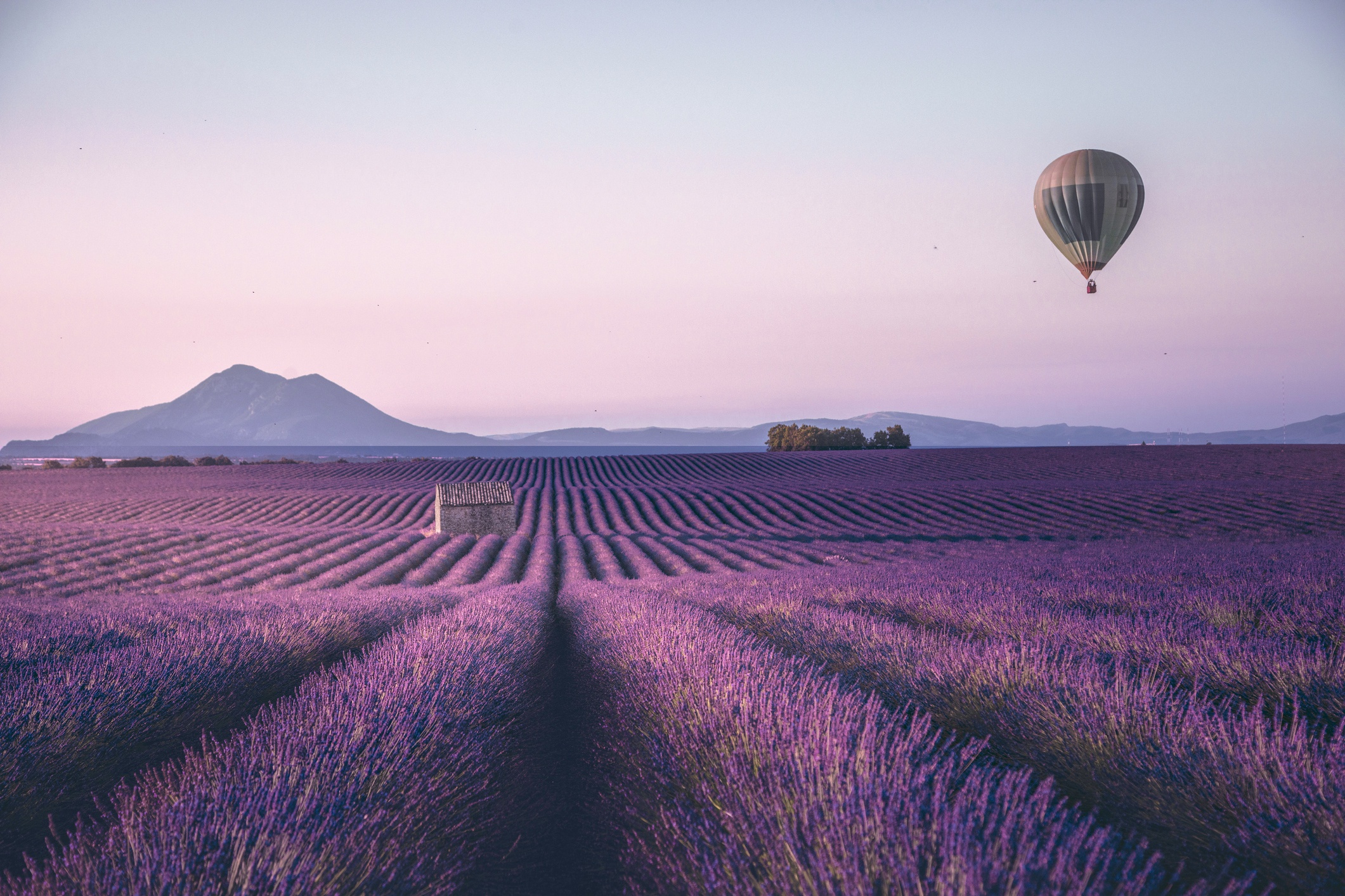 Download mobile wallpaper Flowers, Earth, Field, Lavender, Purple Flower for free.