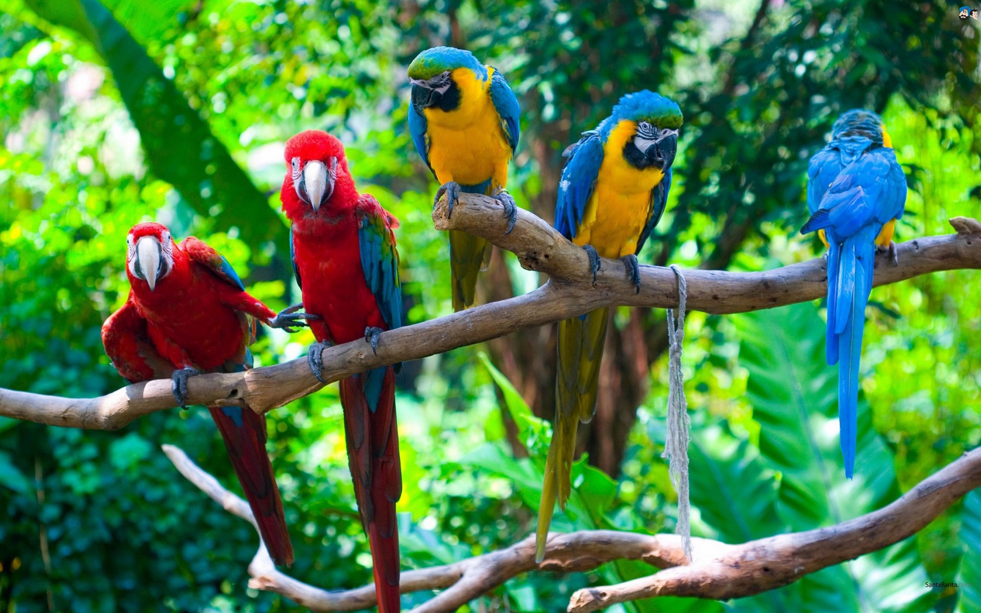 Free download wallpaper Bird, Close Up, Branch, Animal, Bokeh, Jungle, Macaw, Parrot on your PC desktop