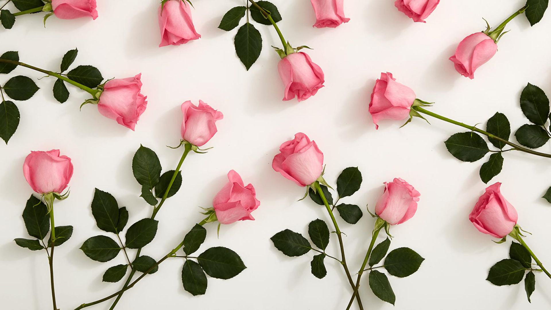 411826壁紙のダウンロードピンクのバラ, 地球, 薔薇, 花, 葉, 幹, フラワーズ-スクリーンセーバーと写真を無料で