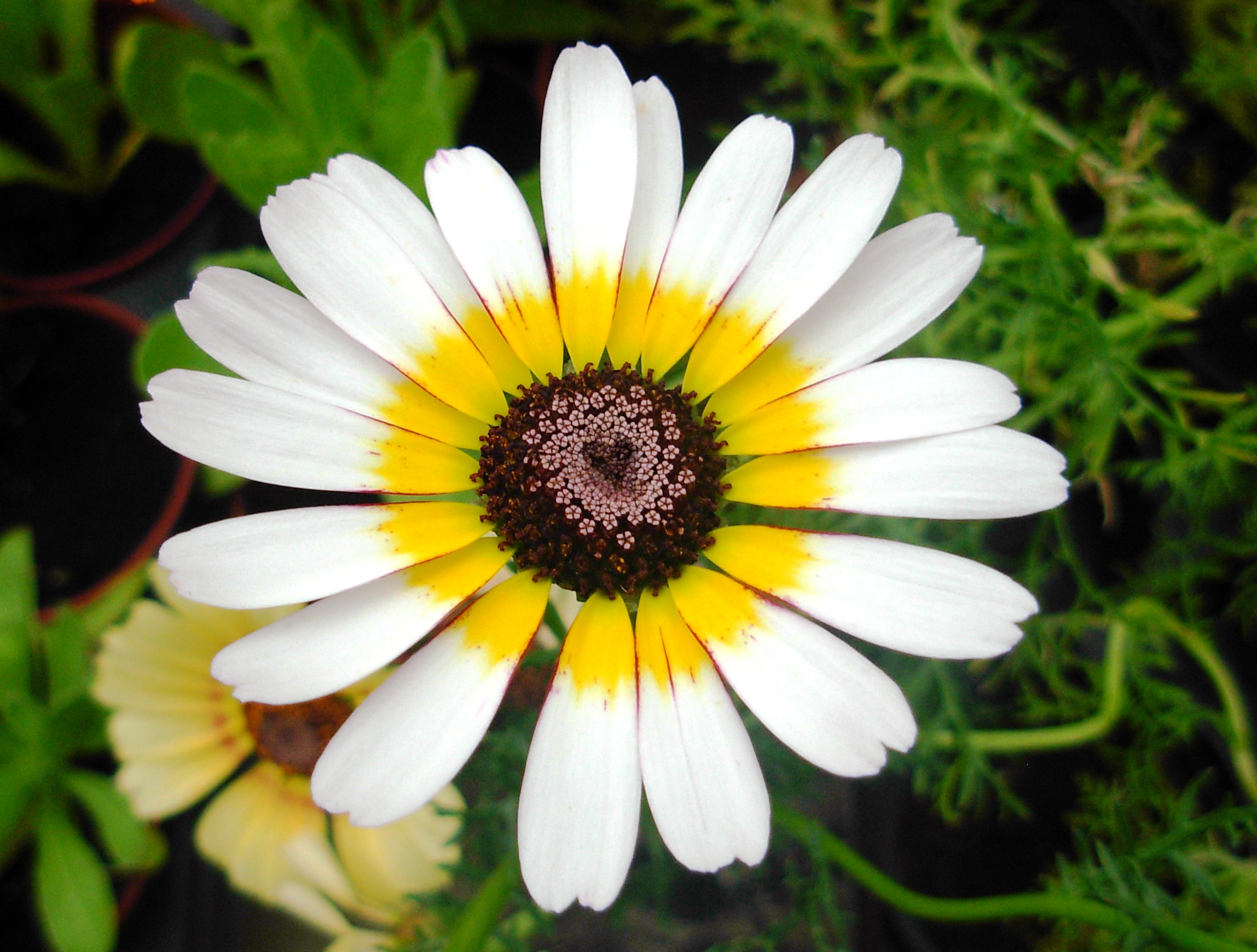 Free download wallpaper Flowers, Love, Flower, Earth, Daisy on your PC desktop