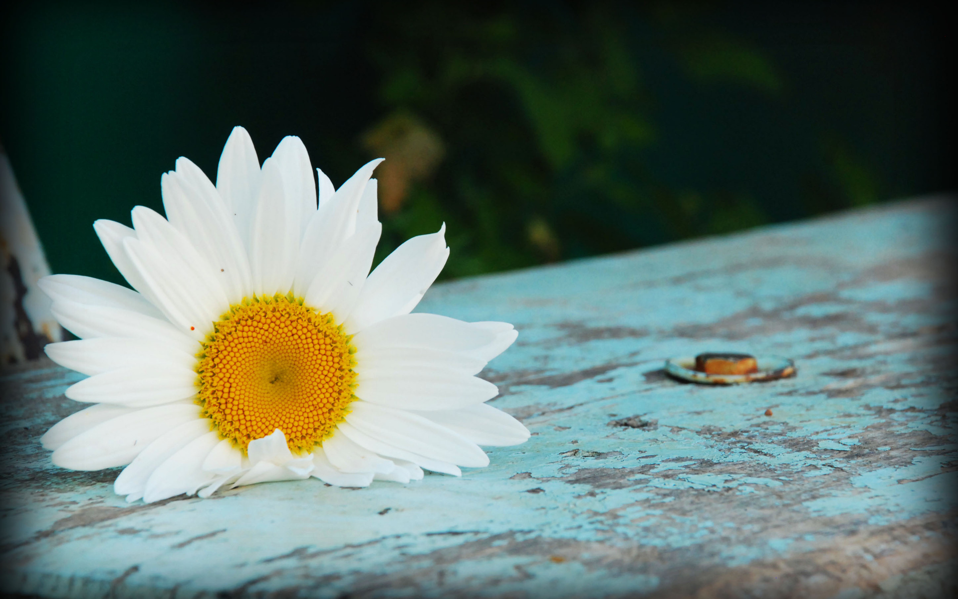 Téléchargez gratuitement l'image Fleurs, Fleur, Terre/nature sur le bureau de votre PC