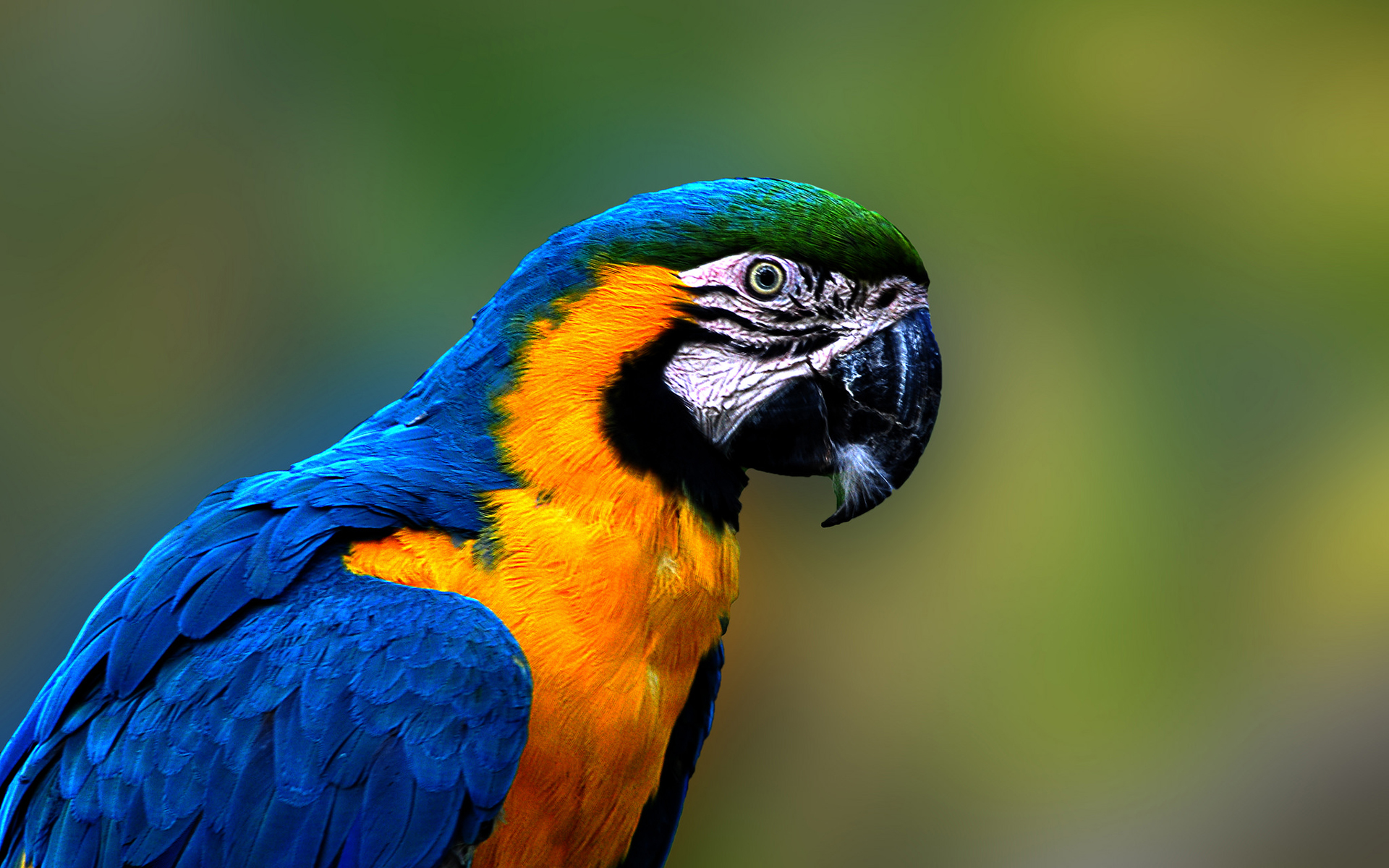 animal, blue and yellow macaw, bird, macaw, birds