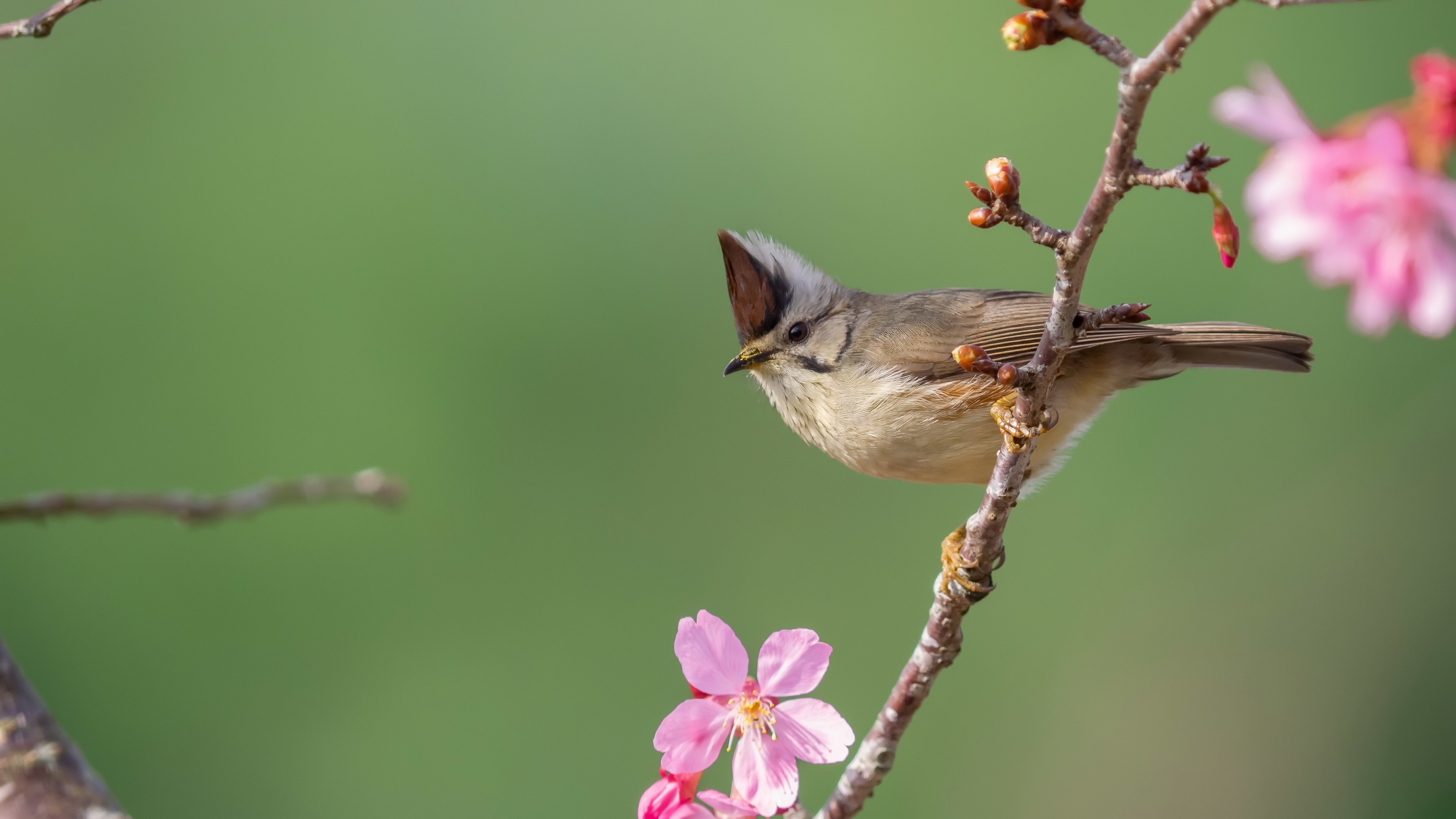 Download mobile wallpaper Birds, Bird, Branch, Animal, Titmouse for free.