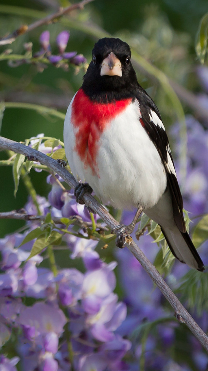 Download mobile wallpaper Birds, Bird, Animal, Cardinal, Wisteria, Purple Flower for free.