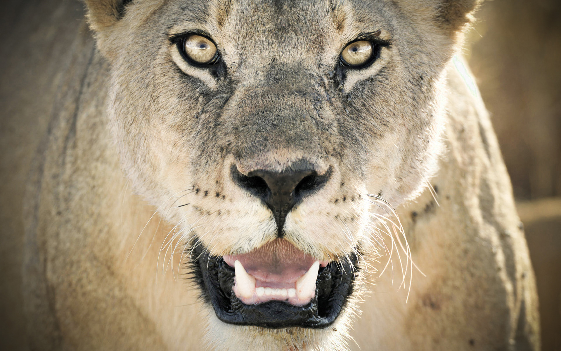 Descarga gratuita de fondo de pantalla para móvil de León, Gatos, Animales.