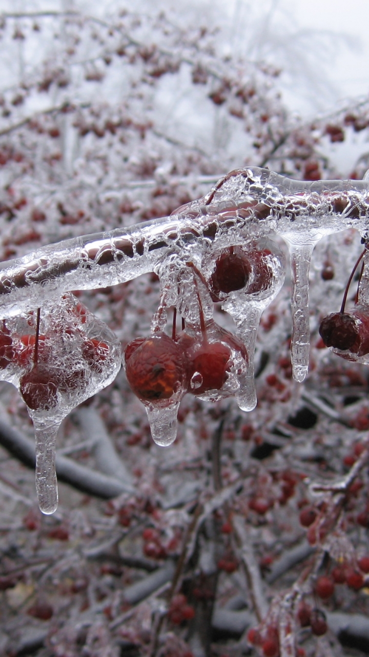 Descarga gratuita de fondo de pantalla para móvil de Invierno, Tierra/naturaleza.