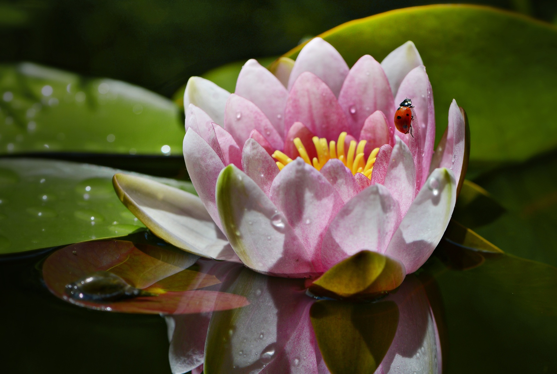 Laden Sie das Natur, Blumen, Wasser, Lotus, Marienkäfer, Blume, Erde/natur, Pinke Blume-Bild kostenlos auf Ihren PC-Desktop herunter