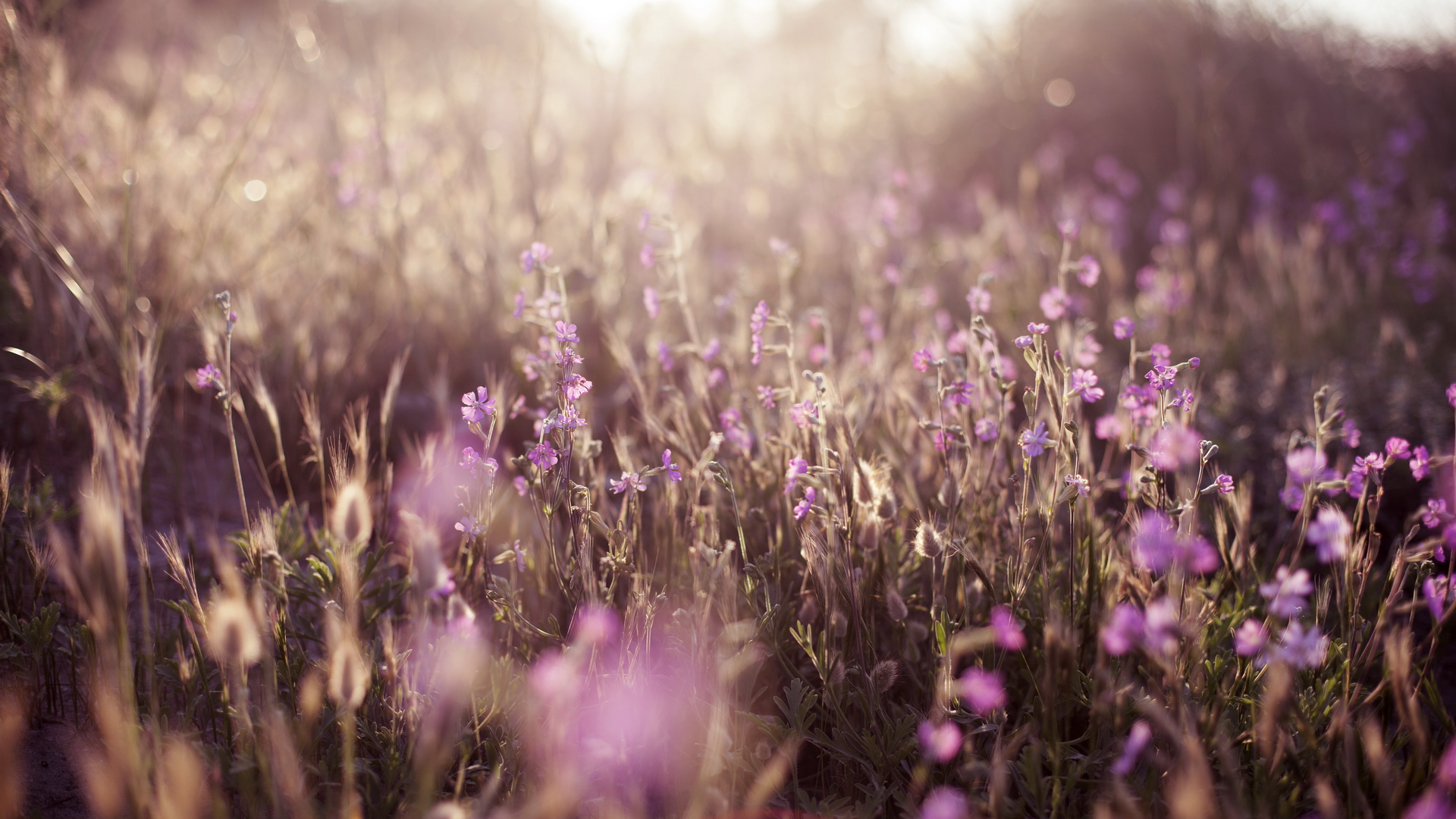 Laden Sie das Blume, Erde/natur-Bild kostenlos auf Ihren PC-Desktop herunter