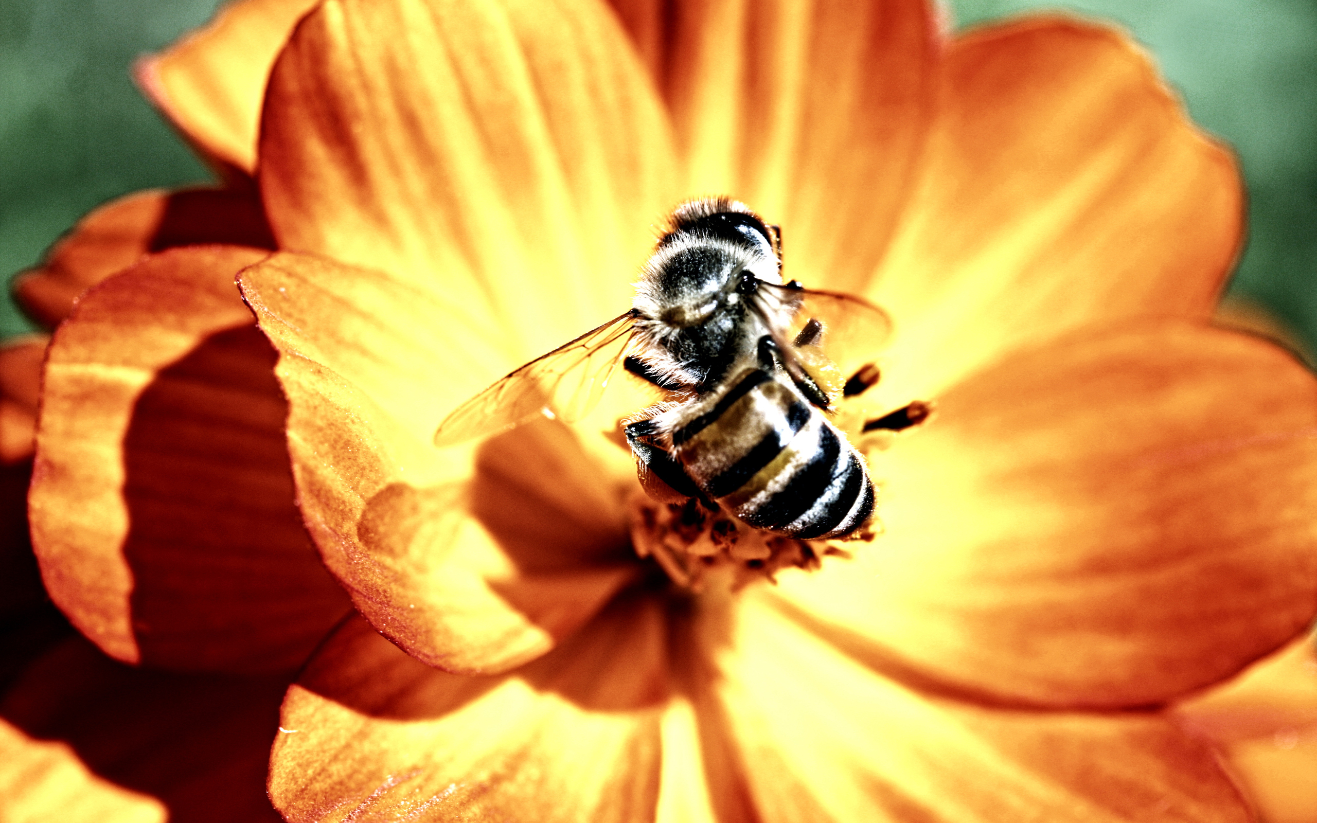 PC Wallpapers animal, bee, flower, macro, insects